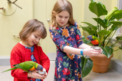 Rainbow Lorikeet Feeding