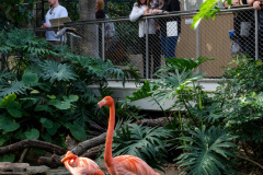 Wetlands_People-looking-at-American-Flamingos_2022_Elliott-Cramer-1