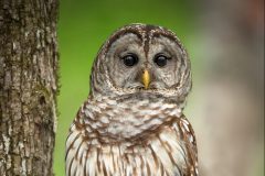 Barred-Owl_dreamstime_xxl_47776622-scaled-e1596137840255