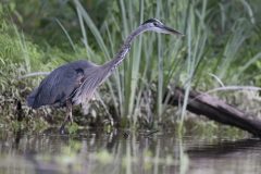 Great-Blue-Heron-Kayak-Tour-scaled