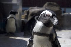 African-Penguin-Wyatt-Close-up_Britta-Moletz_September-2023-1-scaled