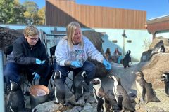 National_Aviary-IMG_5068-Penguin_Feeding-Encounter_-Saunders_2024