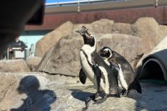 National_Aviary-IMG_5120-Penguin_Feeding-Encounter_-Saunders_2024