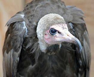 Headshot of a Hooded Vulture