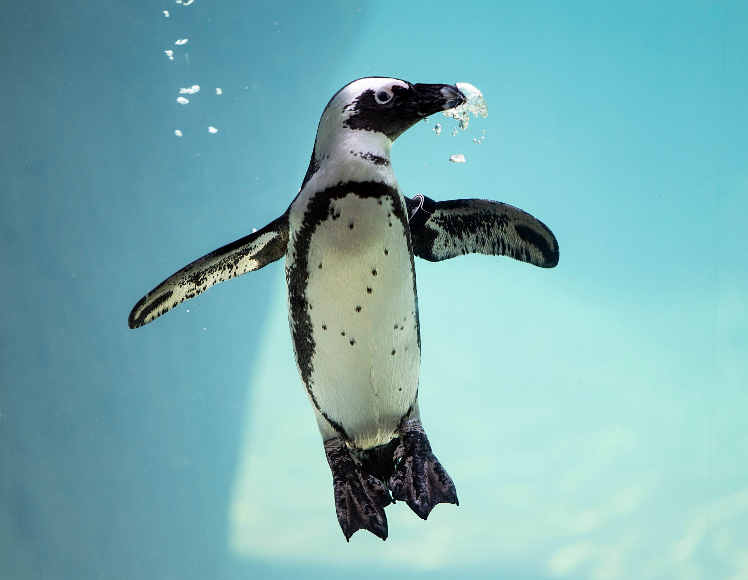 An African Penguin swimming underwater