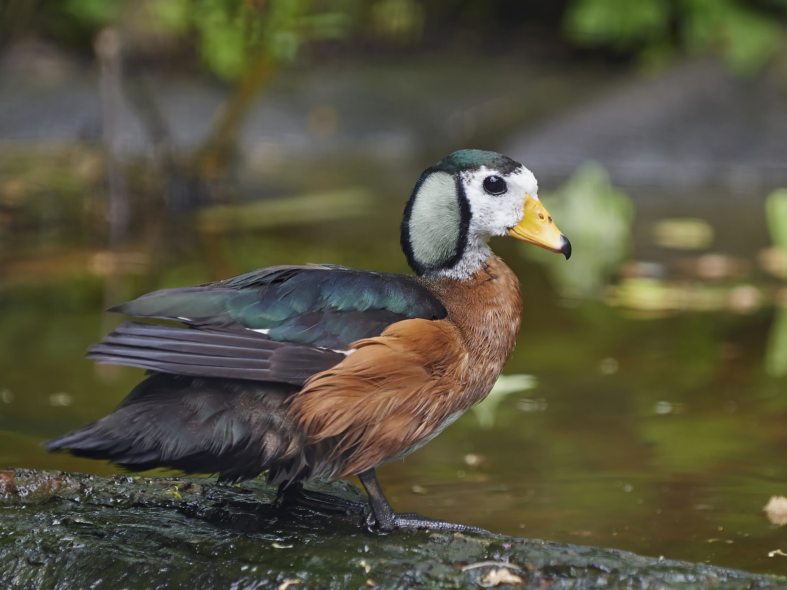 An African Pygmy-goose
