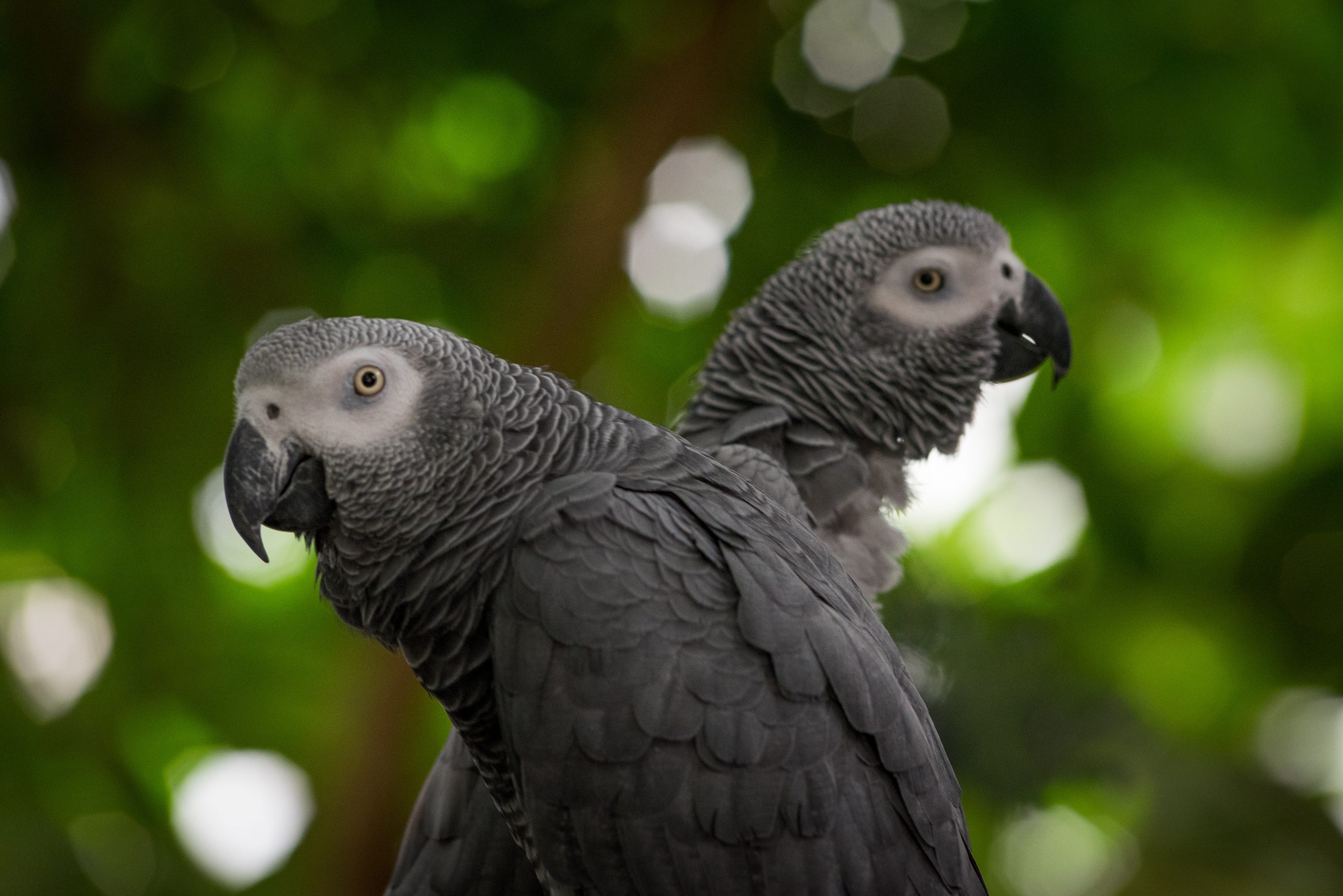 Two African Grey Parrots