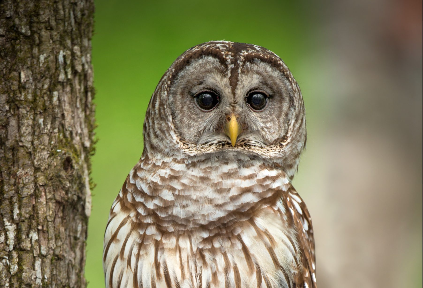 Headshot of a Barred Owl