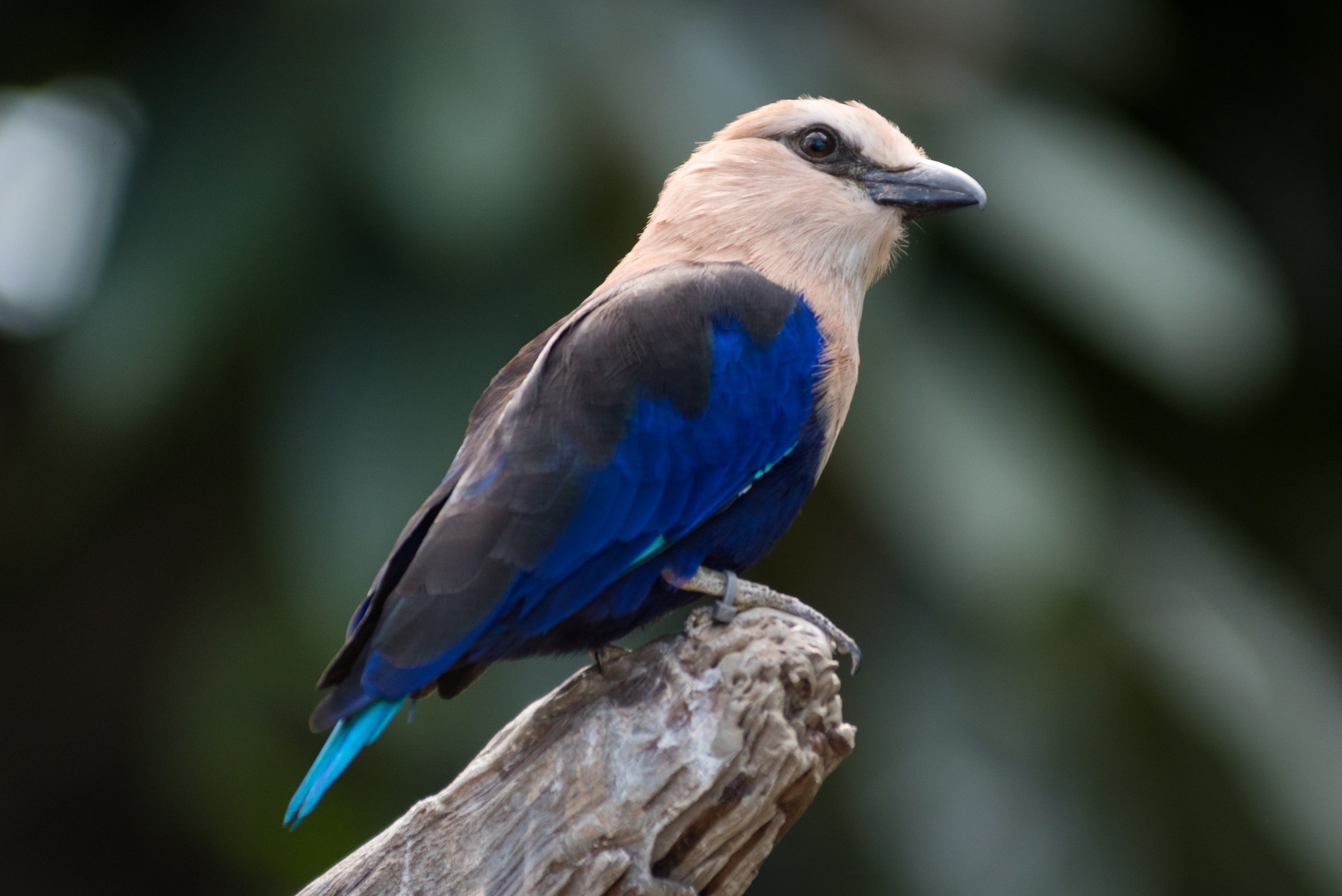 A Blue-bellied Roller perched on a branch