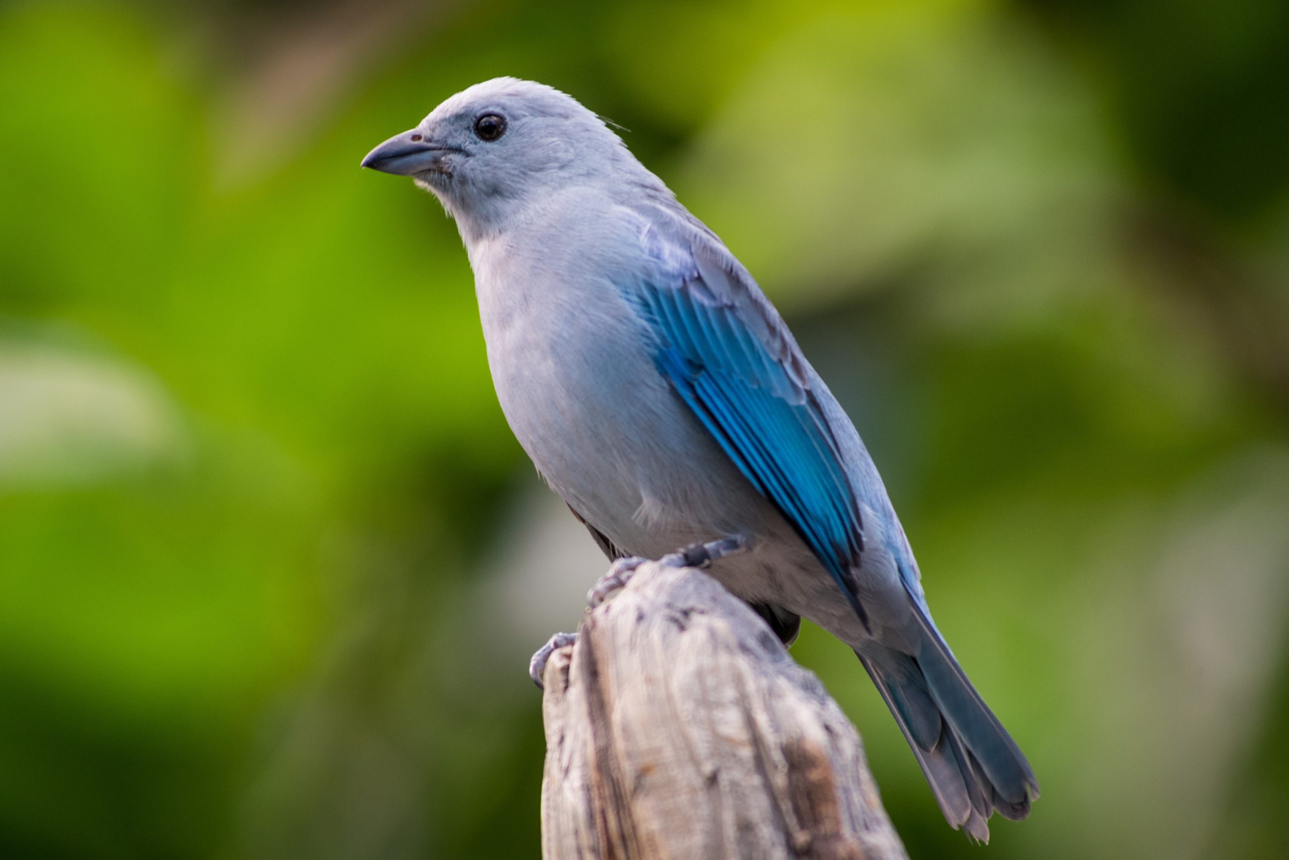 A Blue-grey Tanager perched on a wooden stump