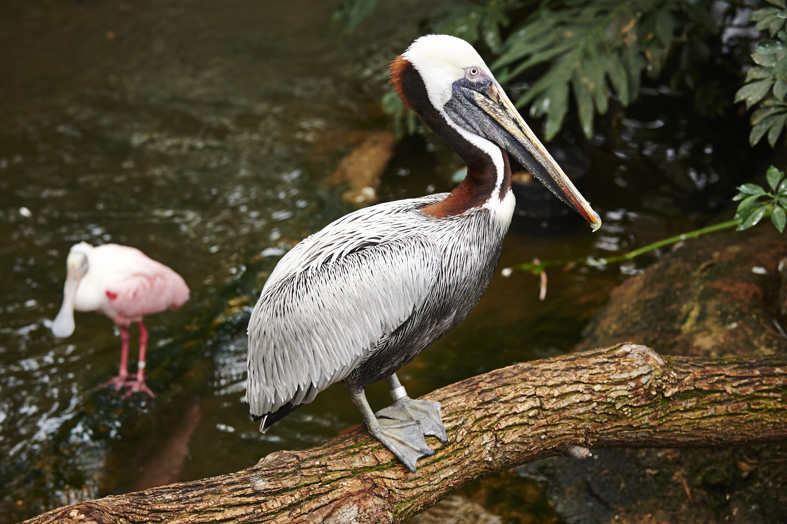 A Brown Pelican on a branch