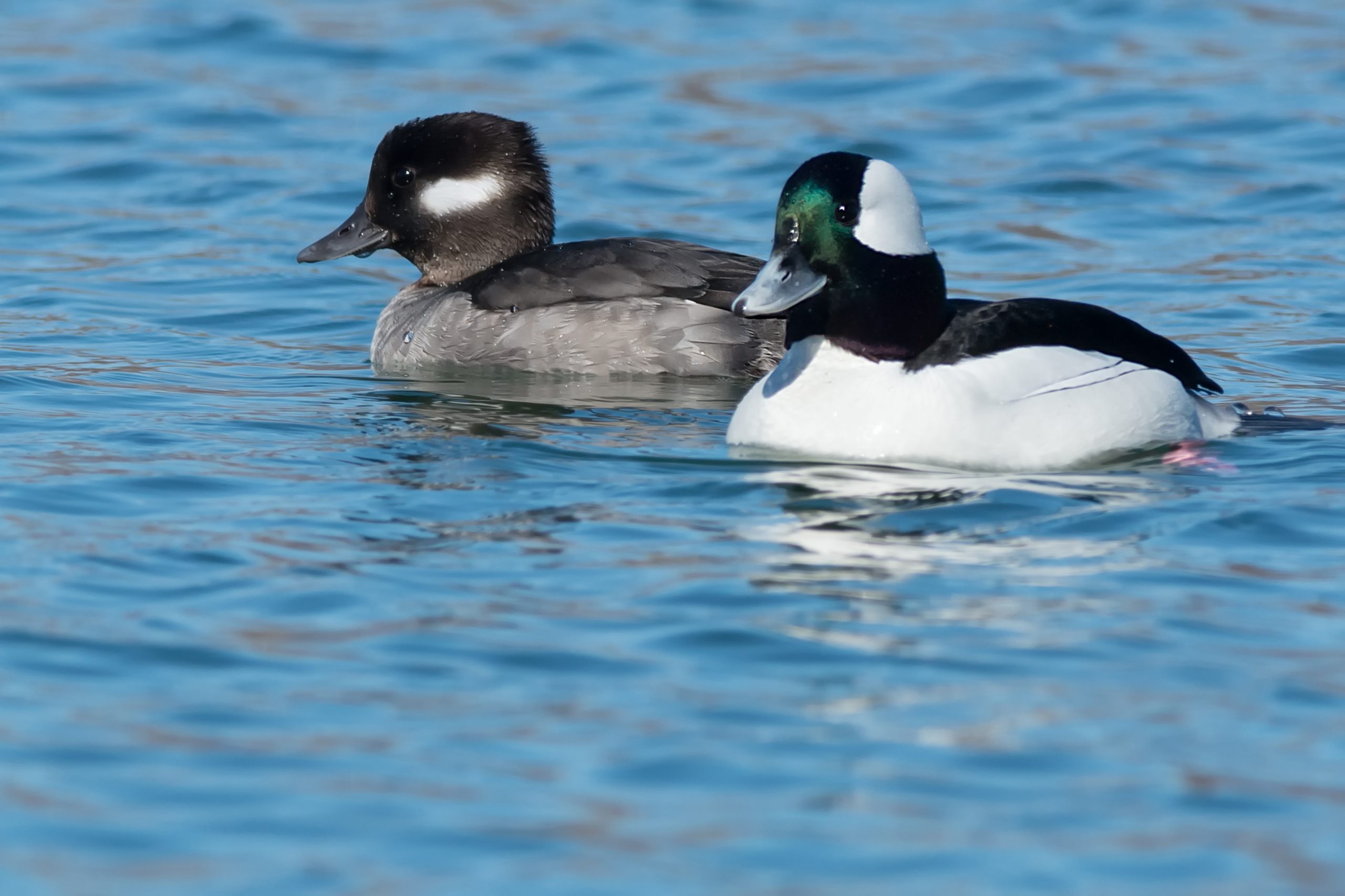 A male and female Bufflehead in the water