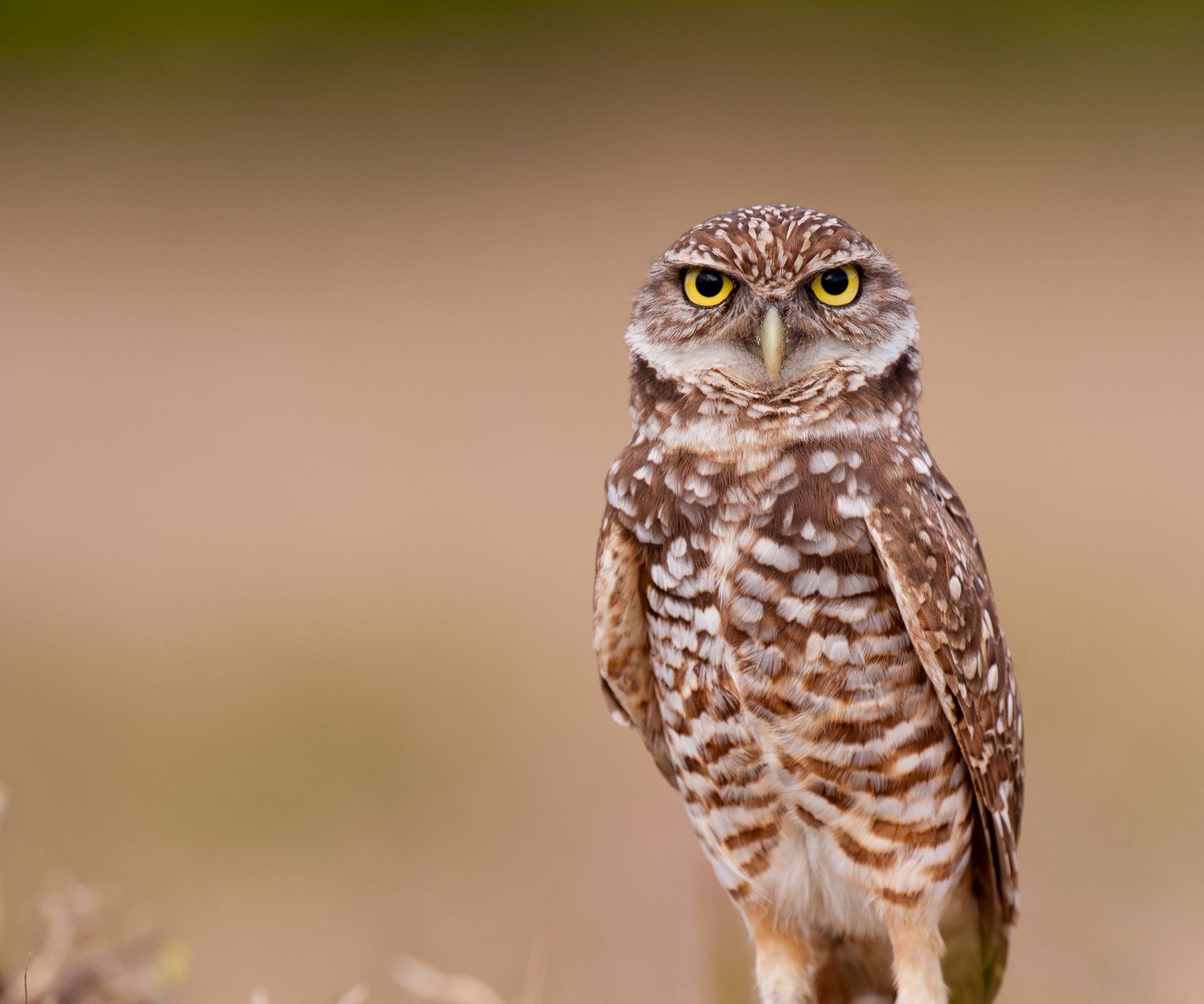 burrowing owl plush