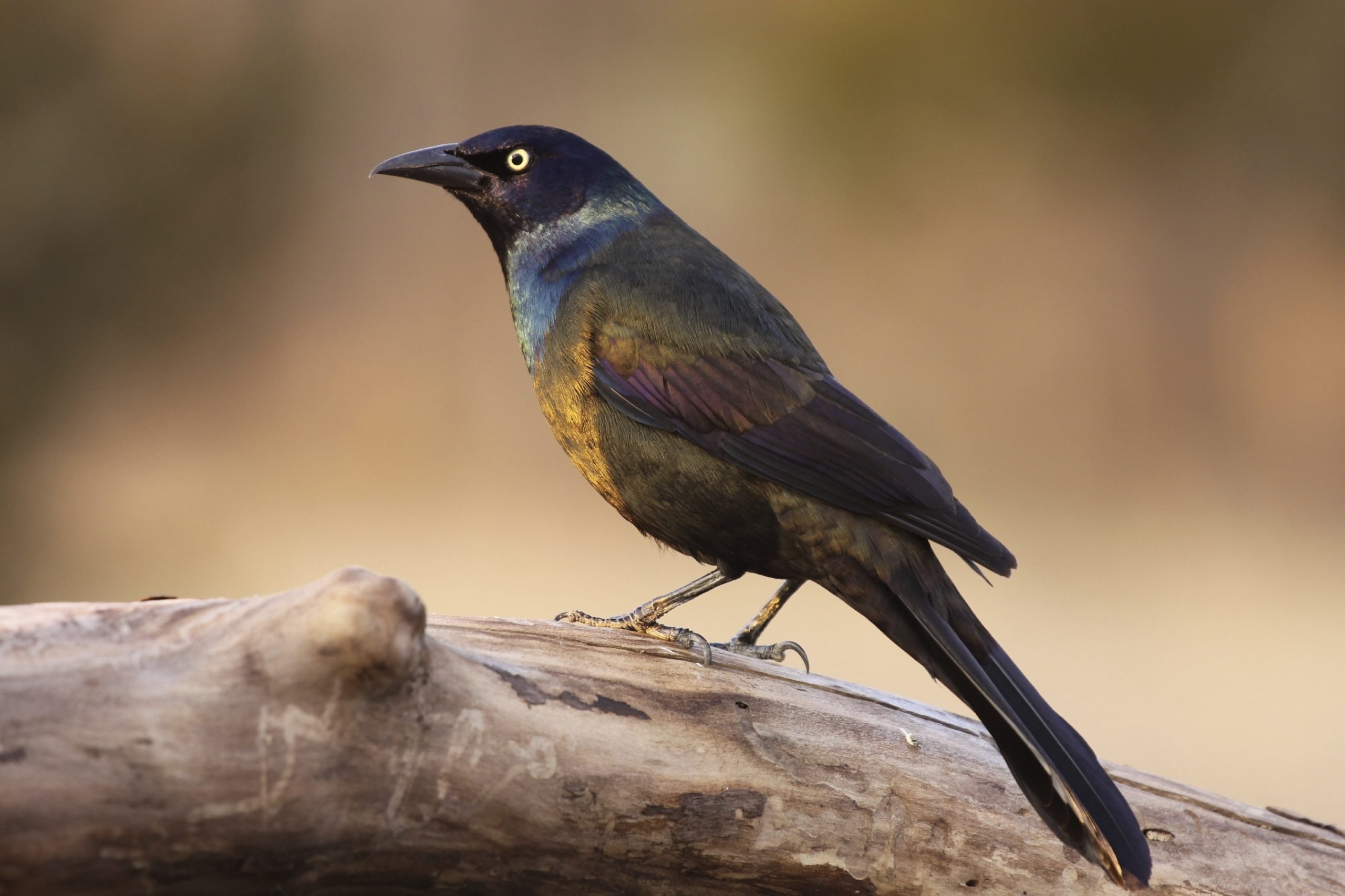 A Common Grackle perched on a branch