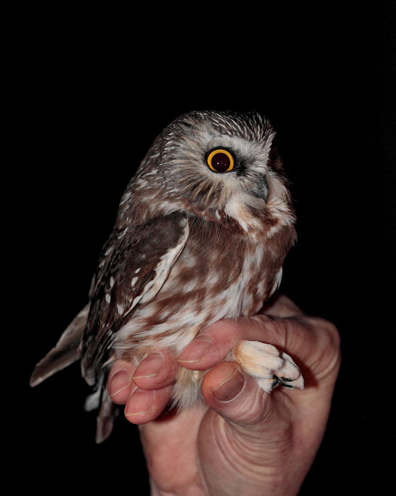 A hand holding a Northern Saw-whet Owl