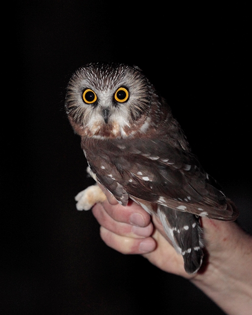 Project Owlnet | National Aviary