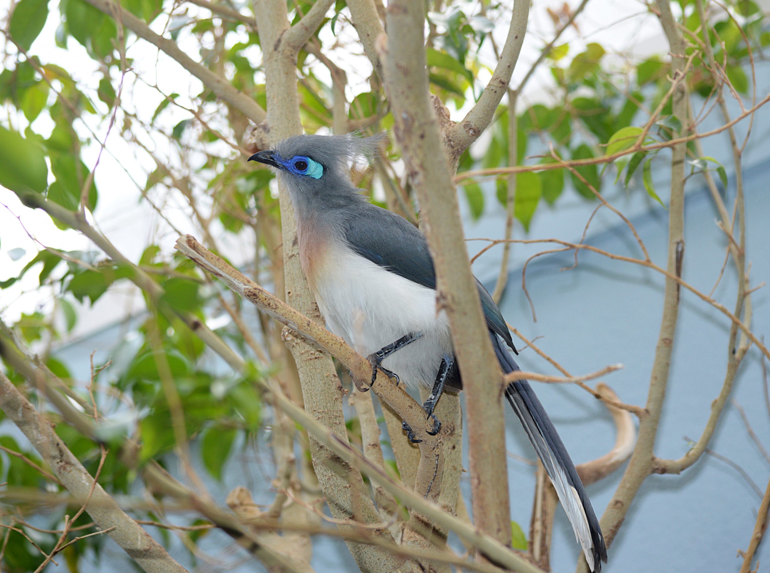 A Crested Coua perched on a branch