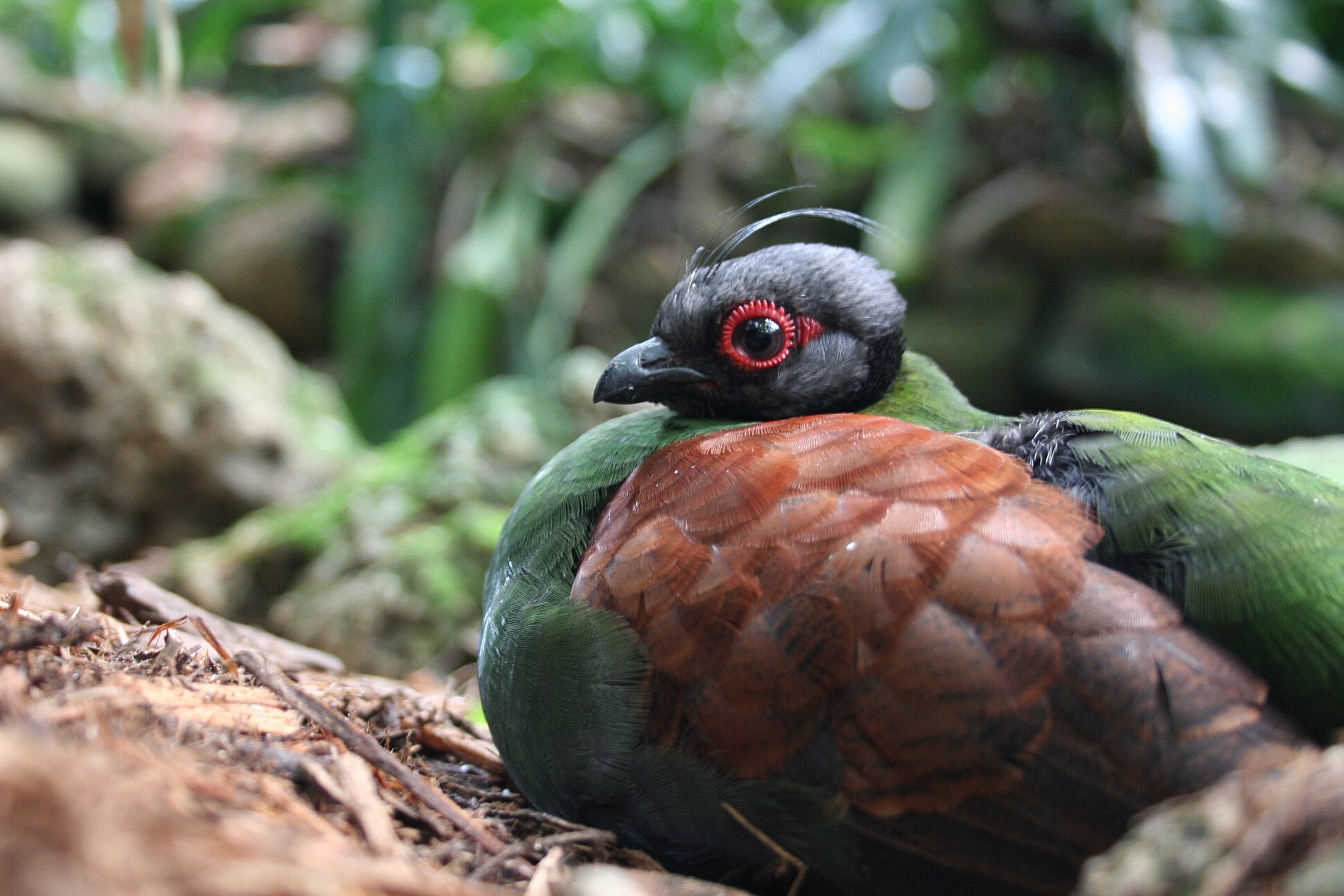 A female Crested Wood-partridge