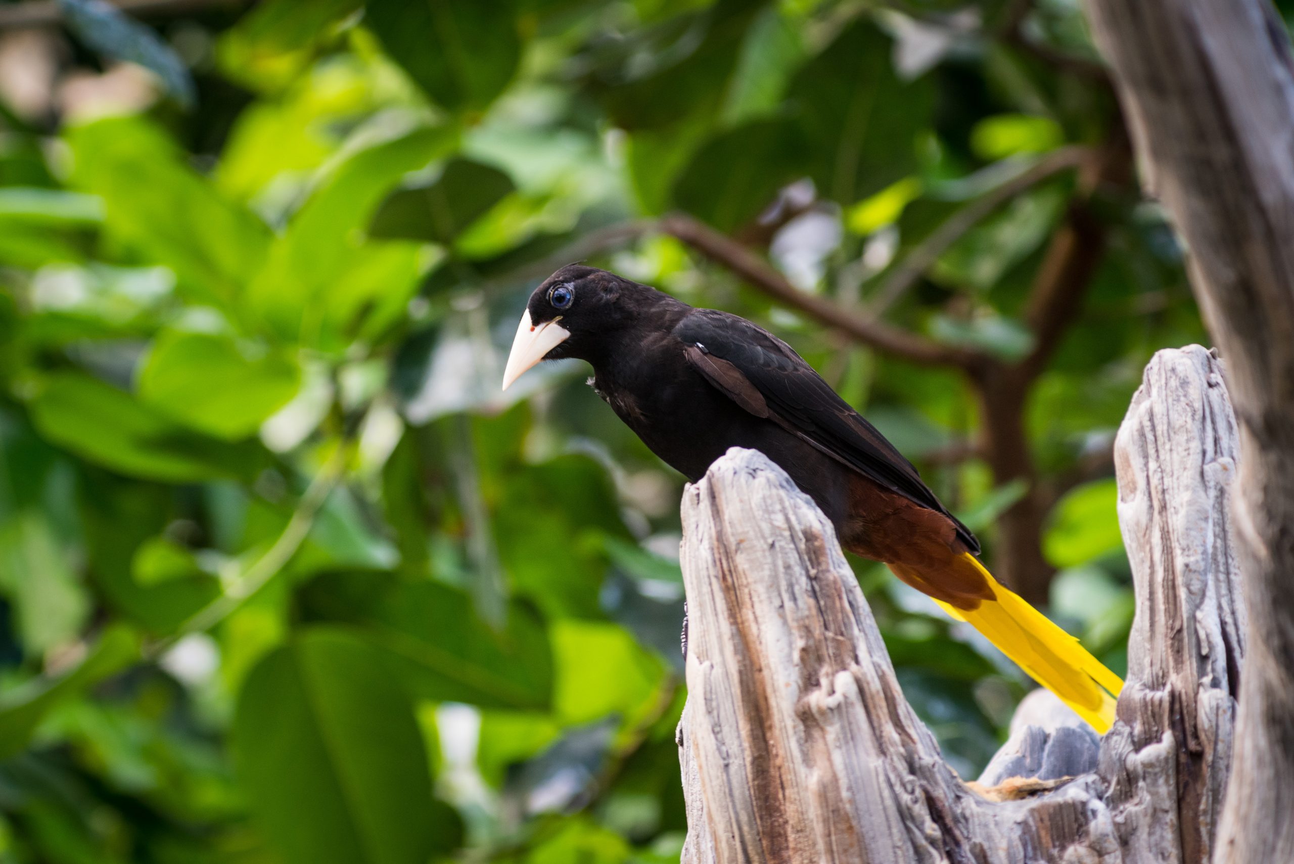 A Crested Oropendola perched on a wooden stump