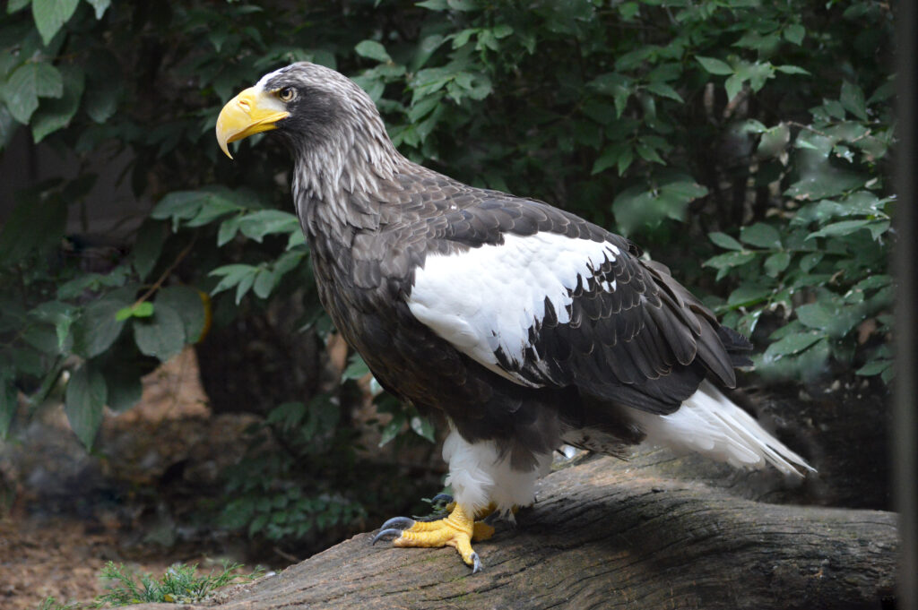 Male Steller's Sea Eagle National Aviary