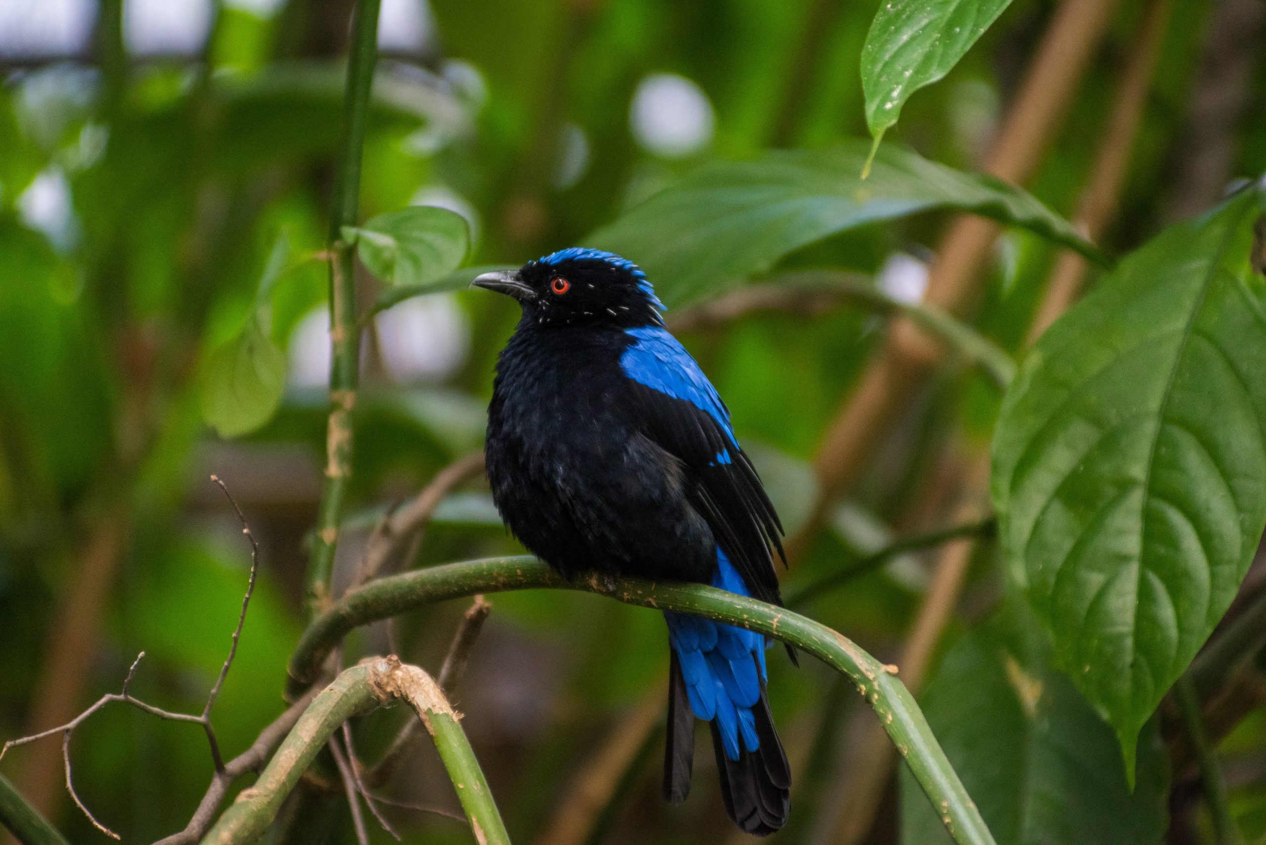 A Fairy Bluebird perched on a branch