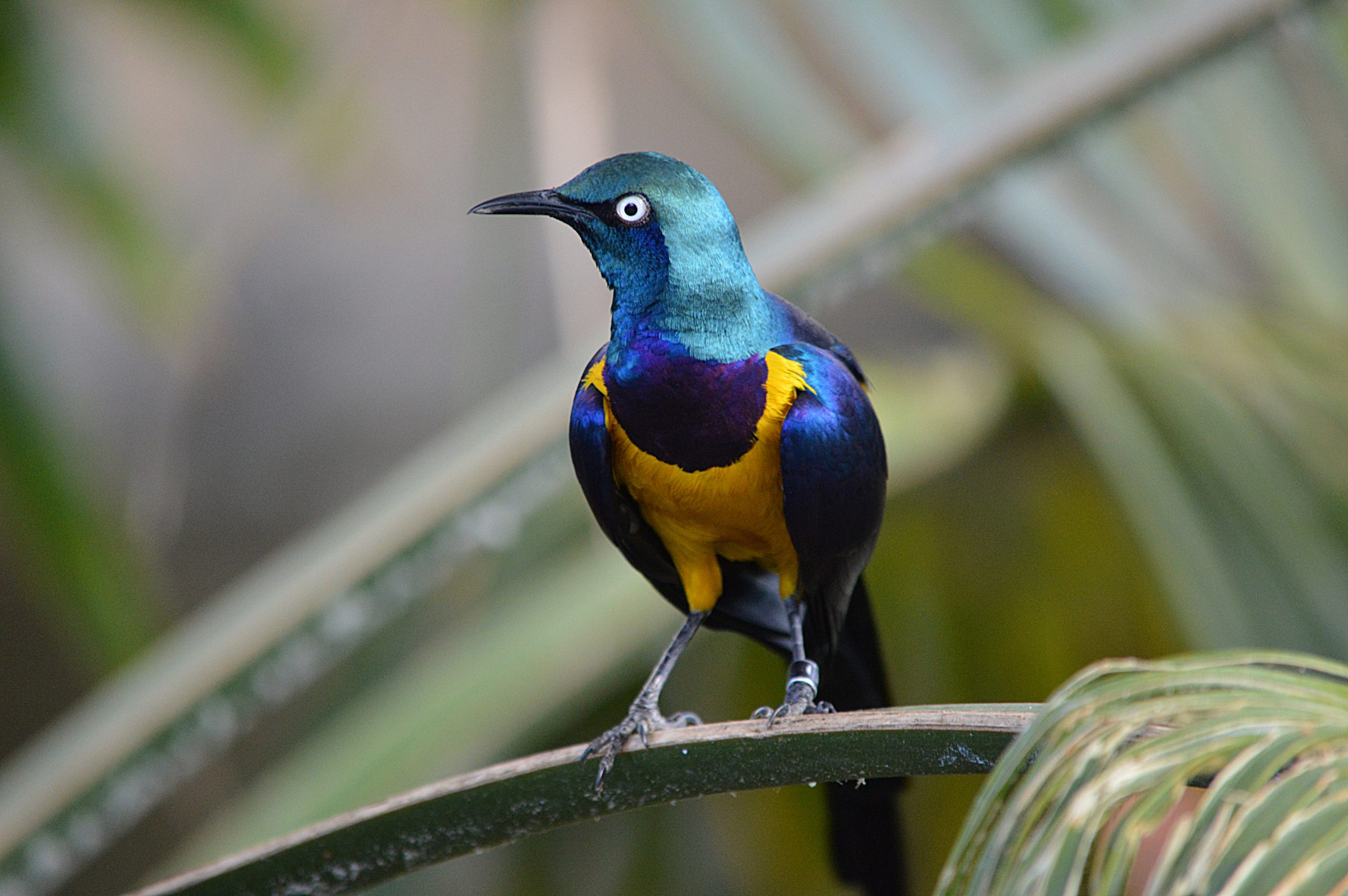 A Golden-breasted Starling perched on a branch