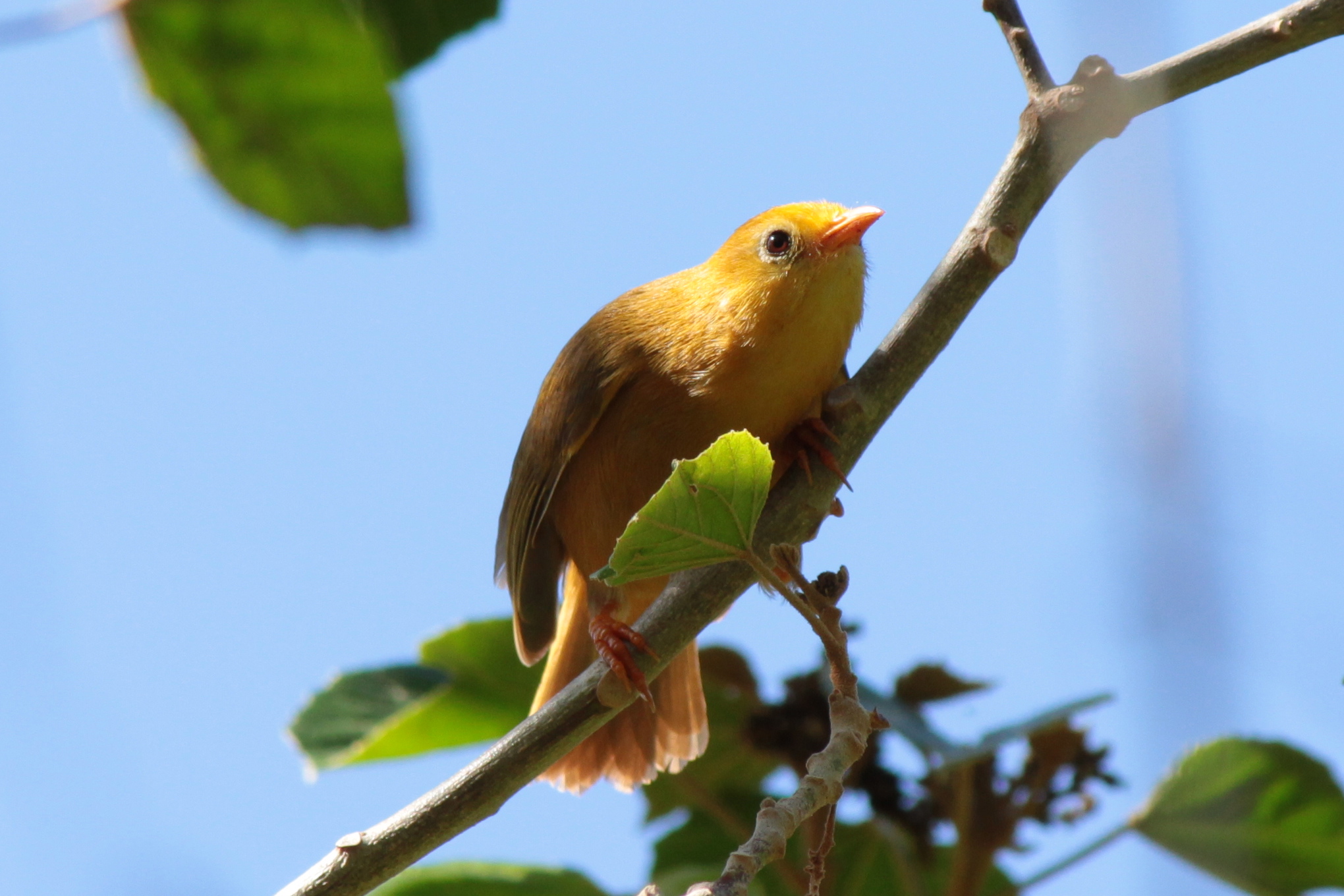 A Golden White-eye perched on a branch