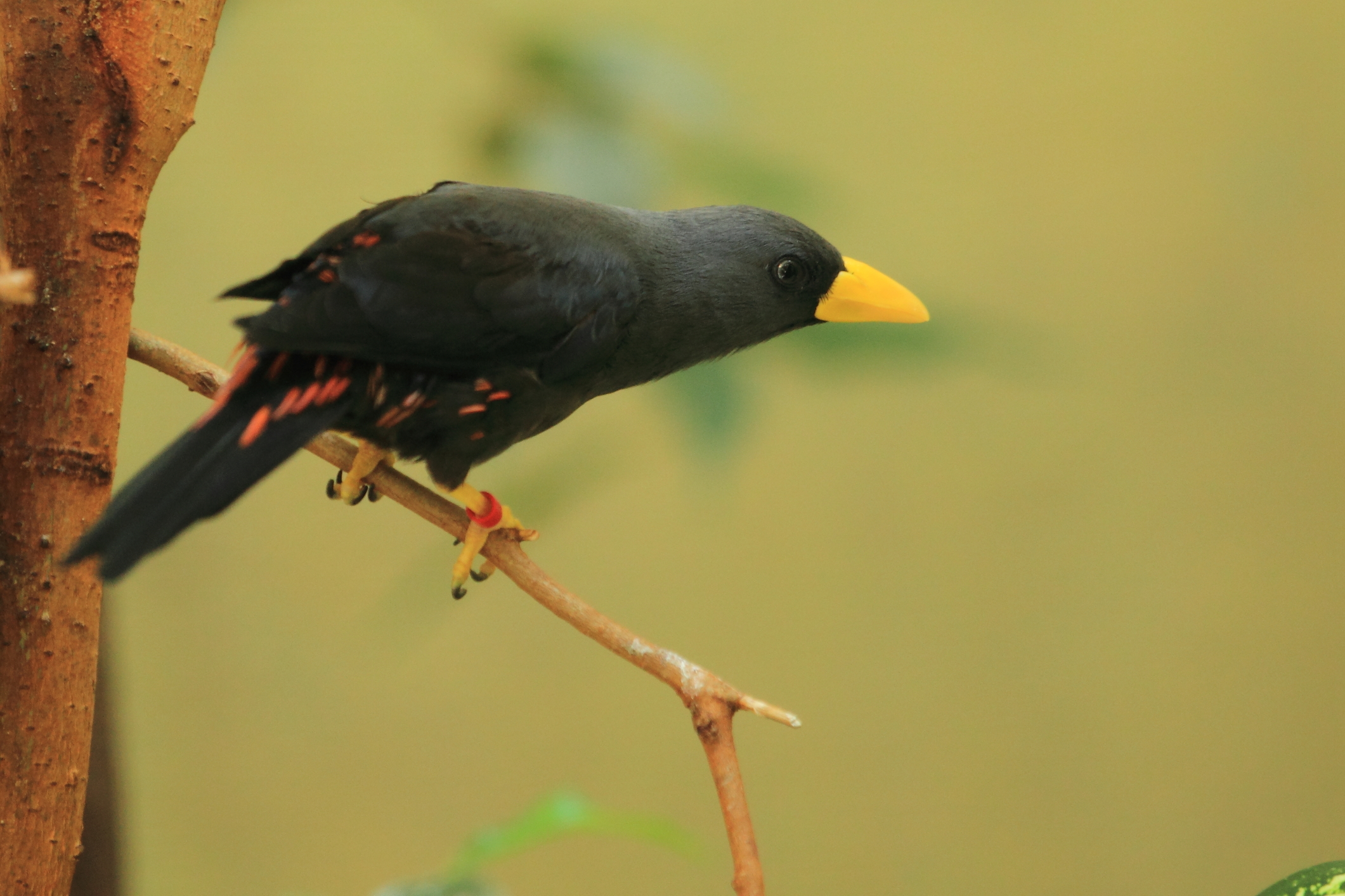 A Grosbeak Starling perched on a branch