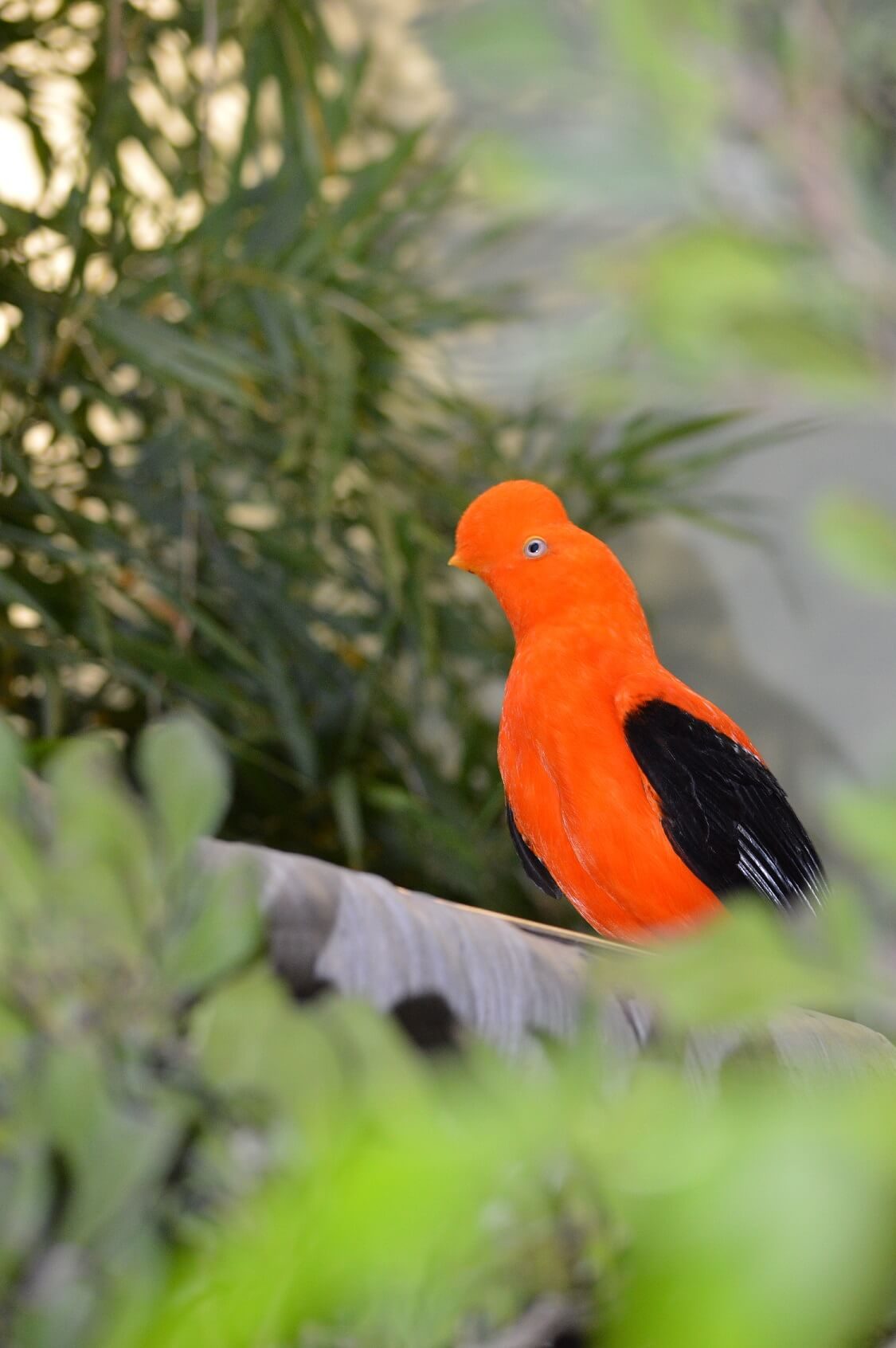 A male Andean Cock-of-the-Rock perched on a branch