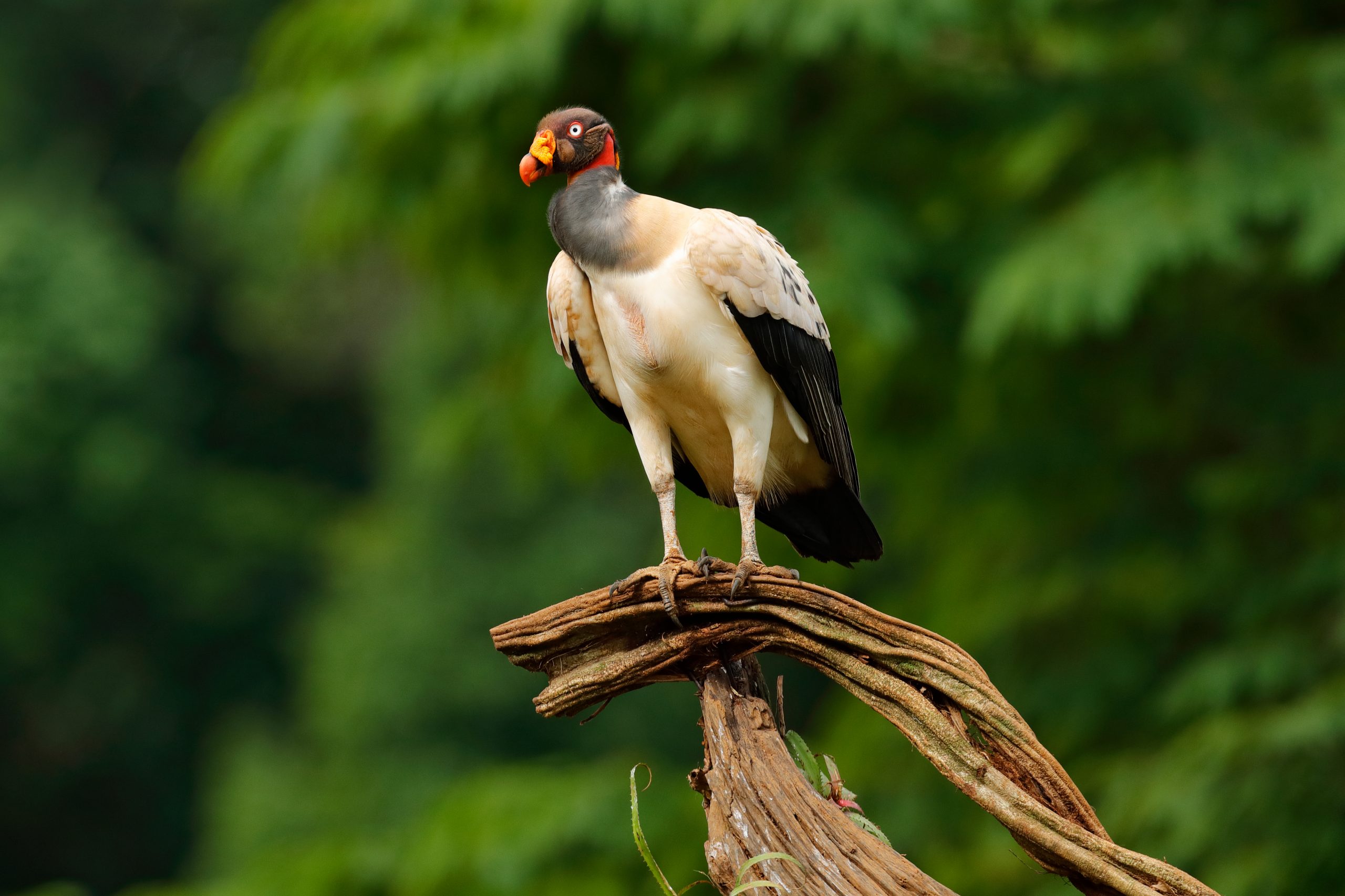 King Vulture perched on a branch