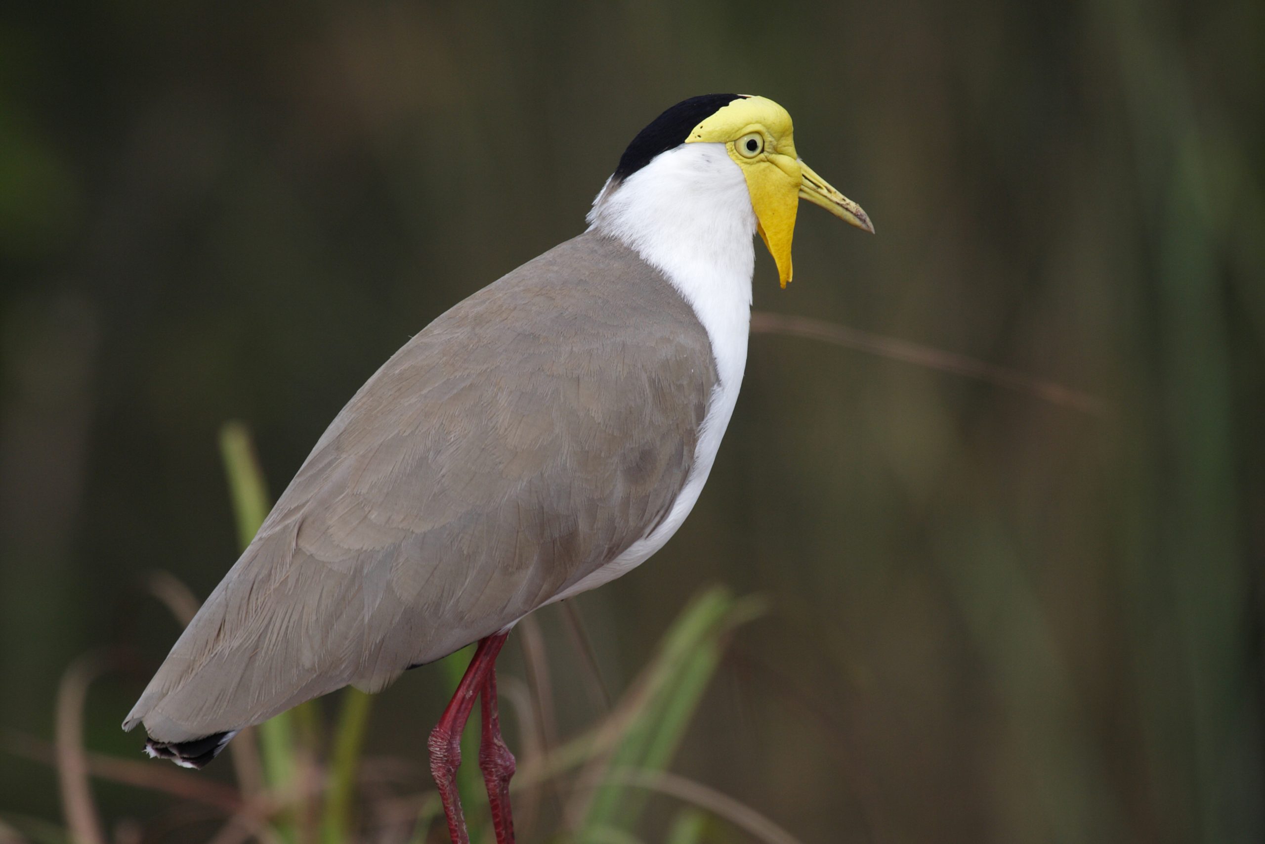 A Masked Lapwing in the water