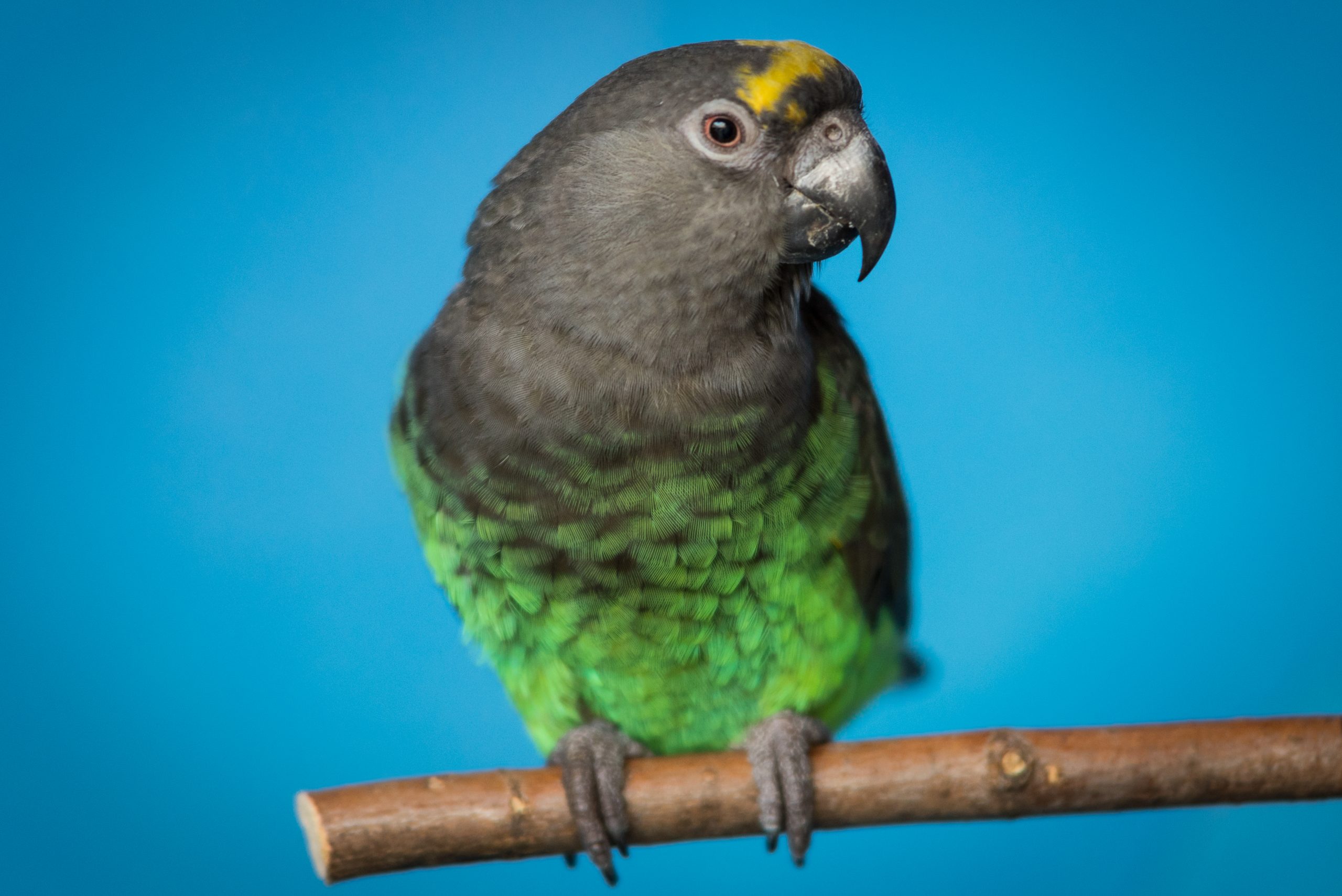 Meyer's Parrot perched on a branch