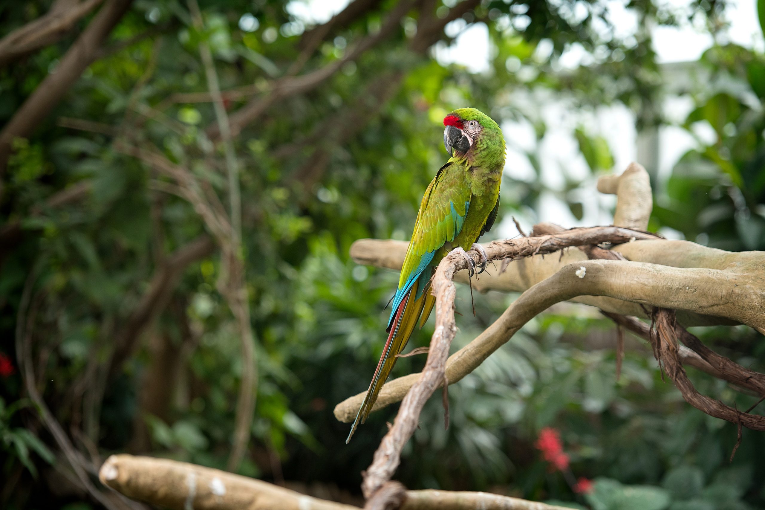 Military Macaw perched on a branch