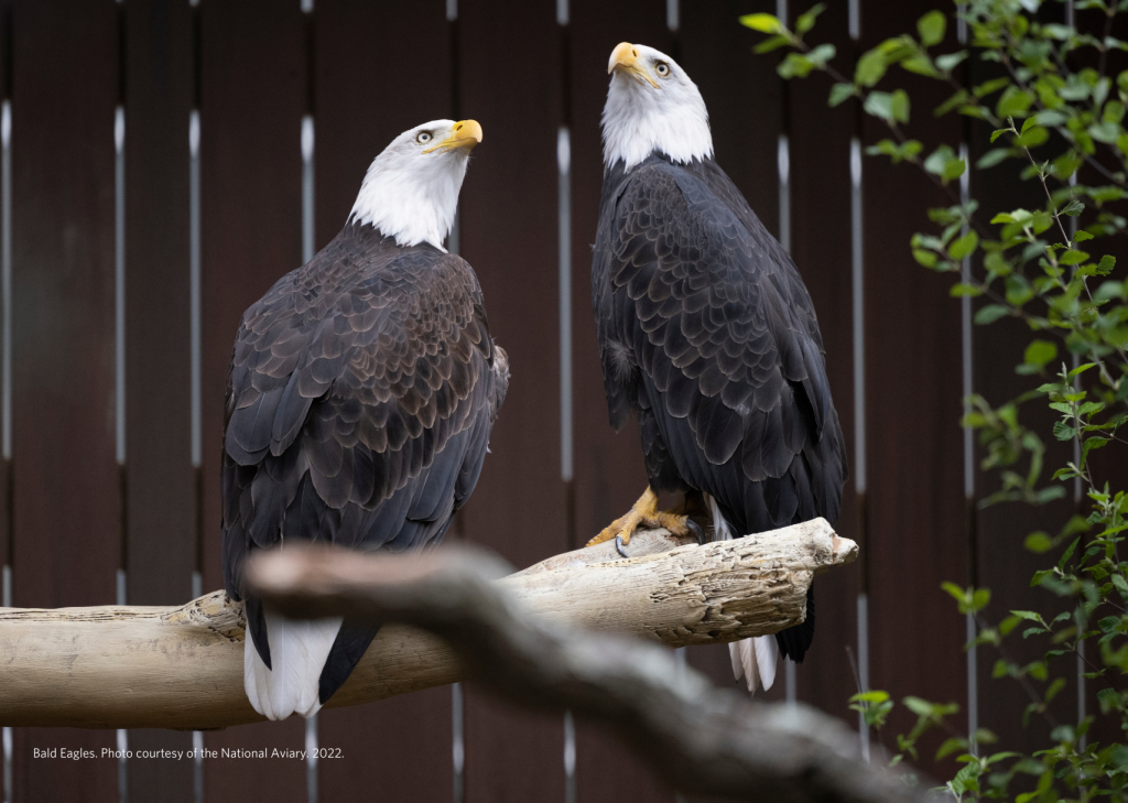 Two Bald Eagles perched on a branch