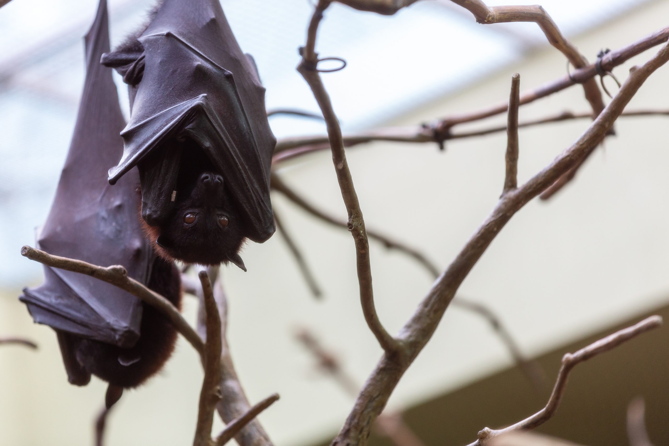 Malayan Flying Foxes hanging upside down from a branch