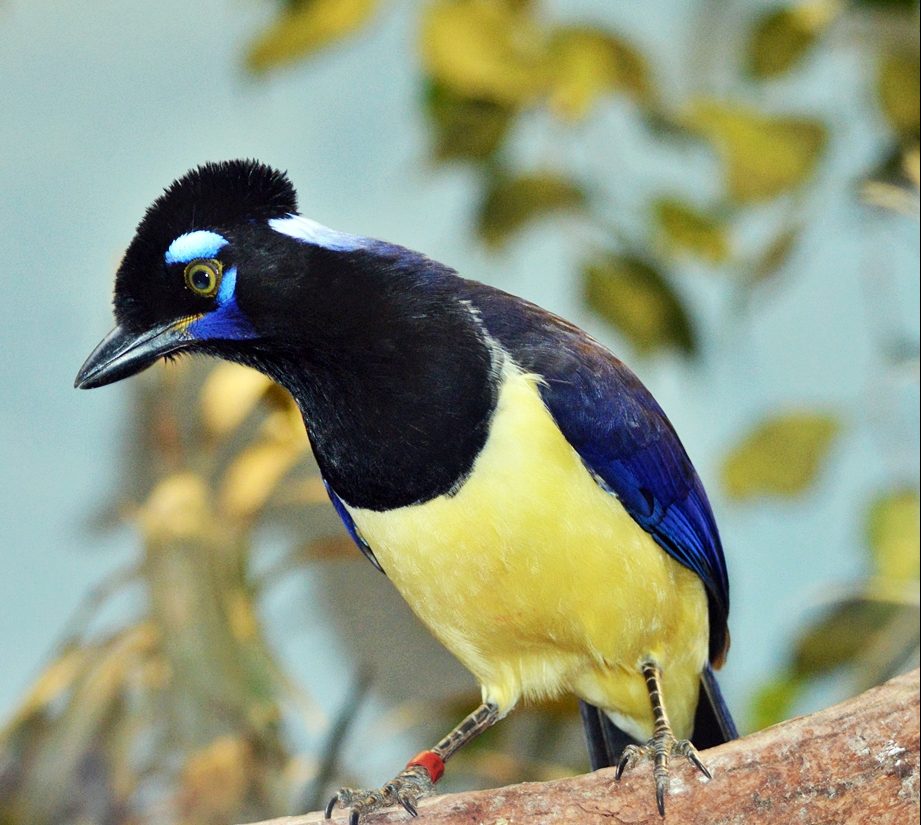 Plush-crested Jay perched on a branch
