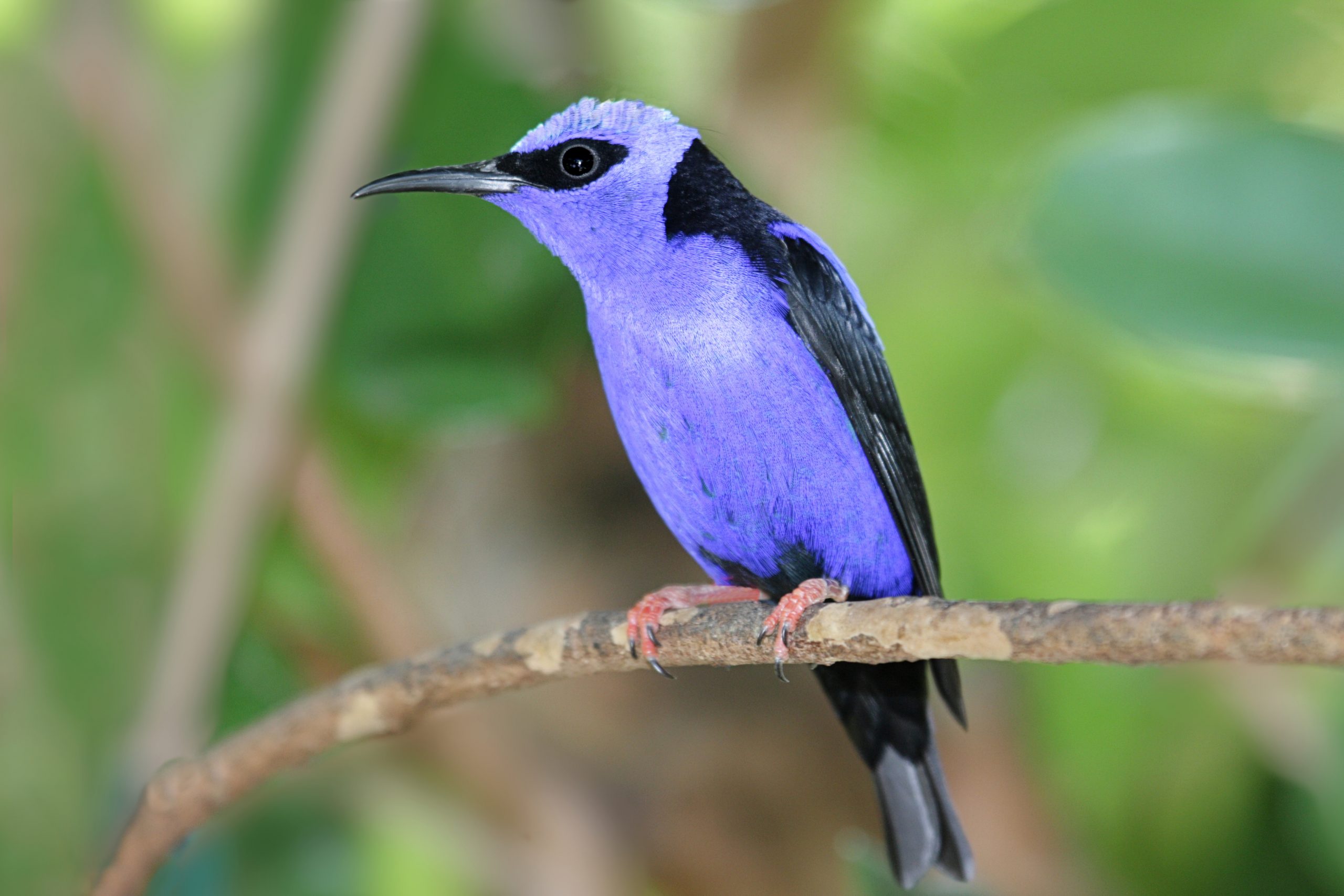 Red-legged Honeycreeper perched on a branch