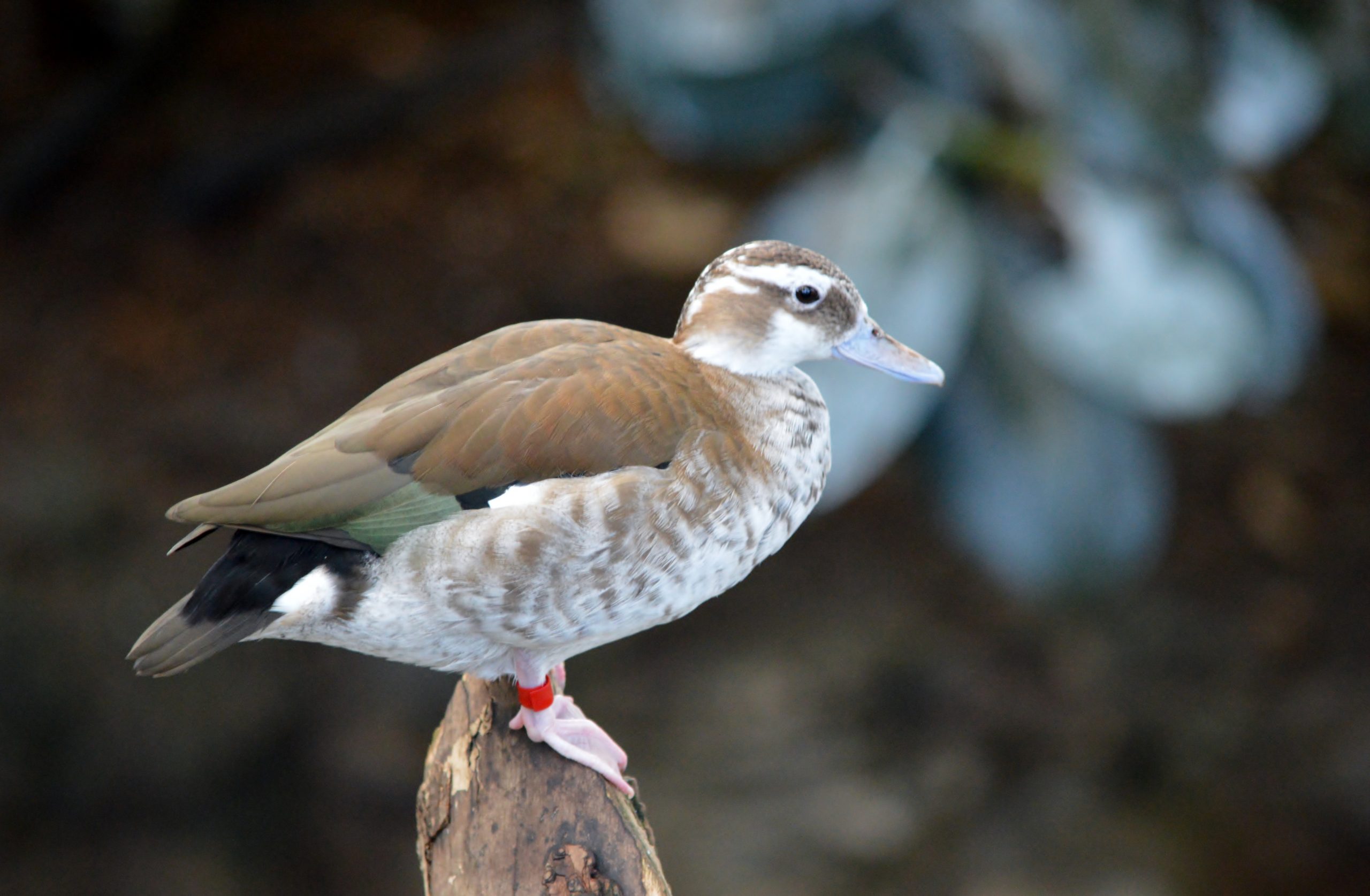 Female Ringed Teal perched on a wooden stump