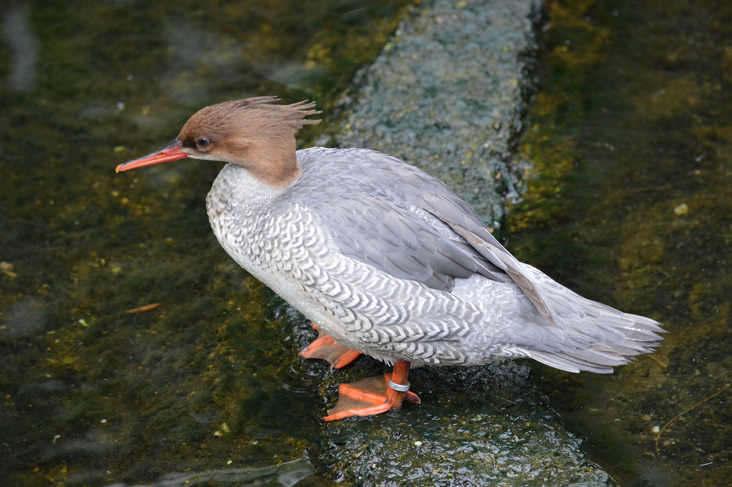 Female Scaly-sided Merganser standing on a branch in the water