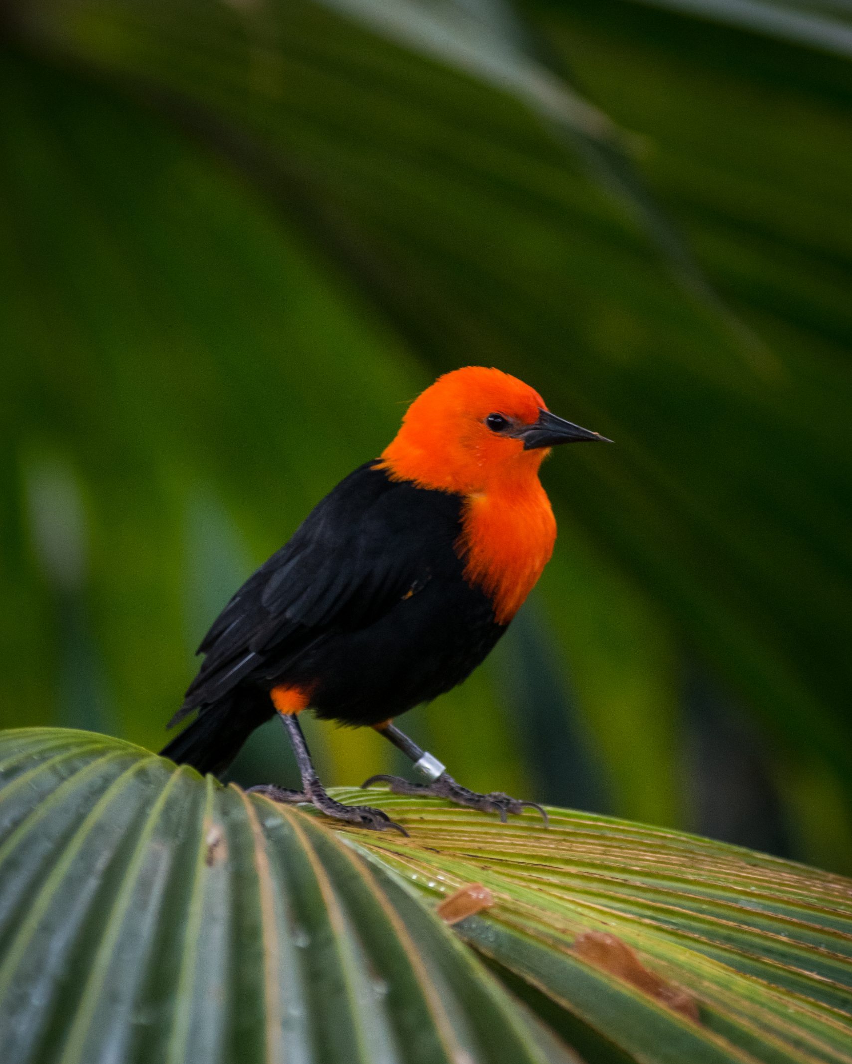Scarlet-Headed Blackbird standing on a leaf