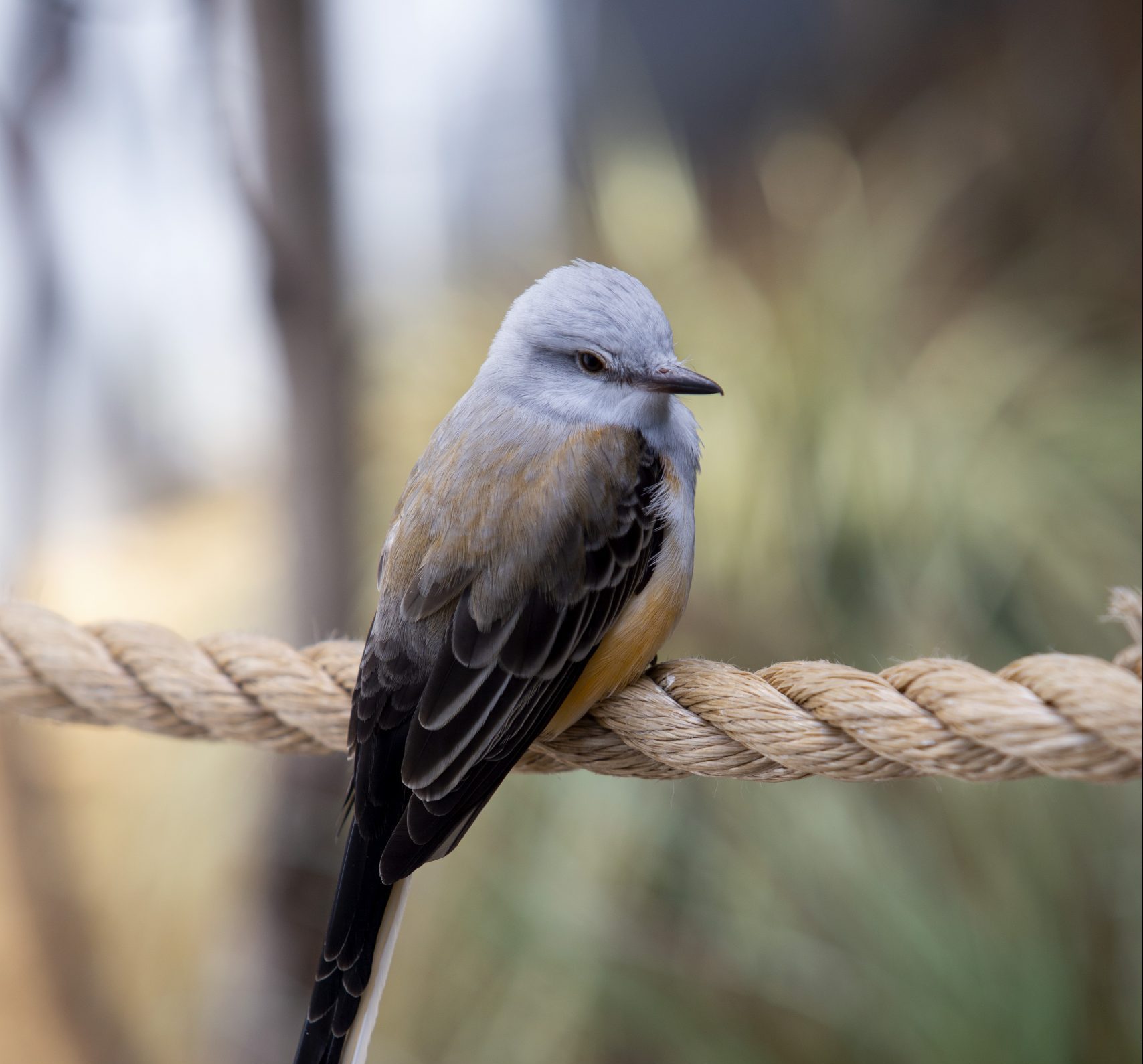 Scissor-tailed Flycatcher perched on a rope