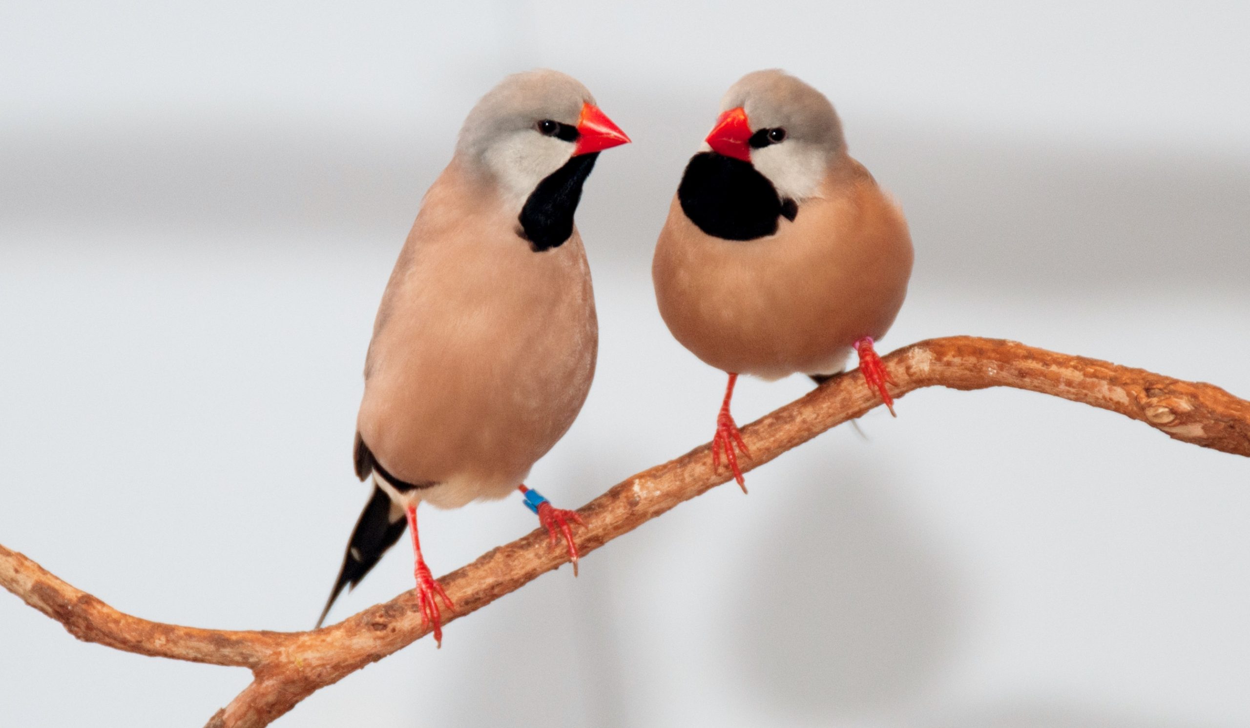 Two Shaft-tailed Finches perched on a branch