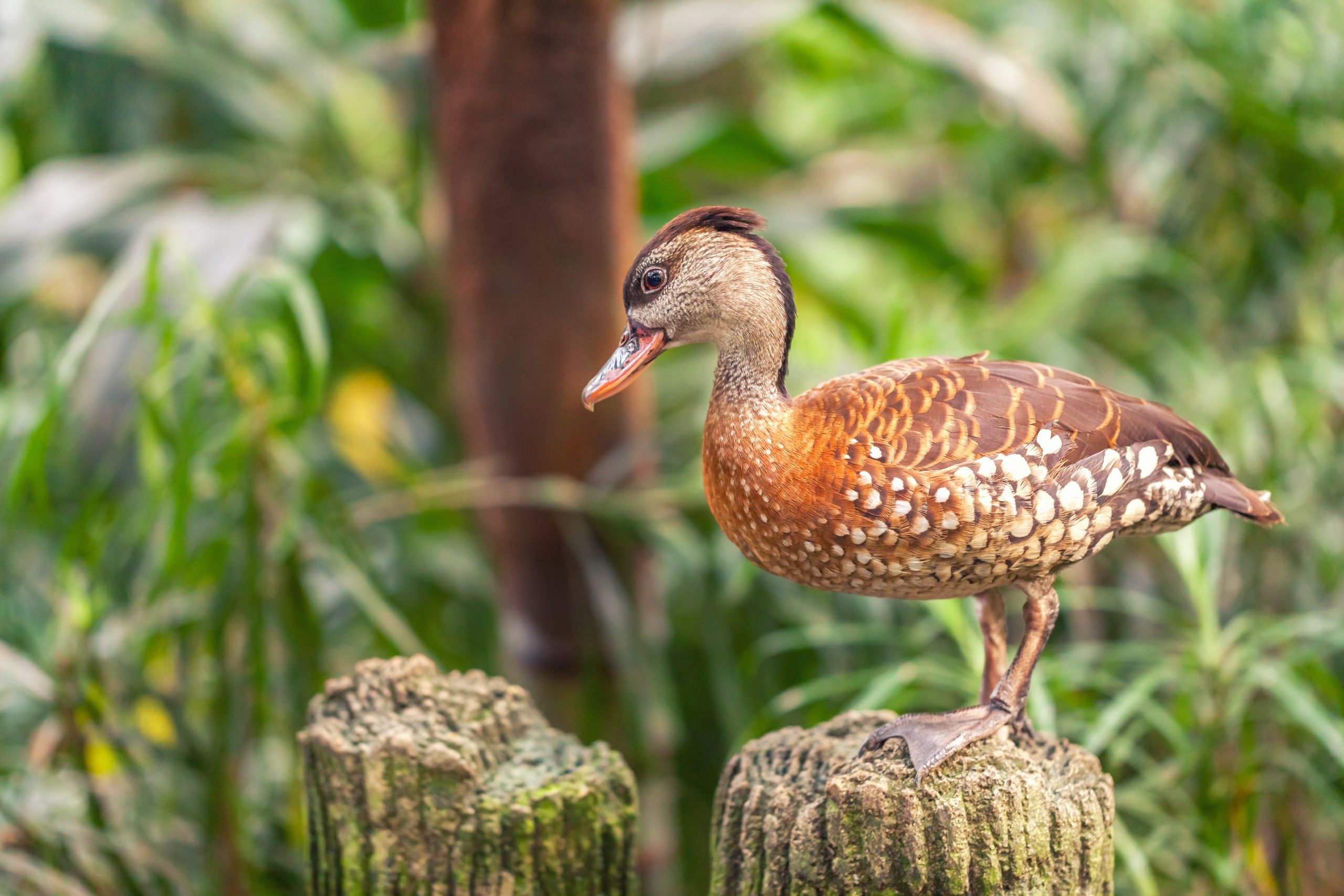 Spotted Whistling-duck standing on a wooden stump