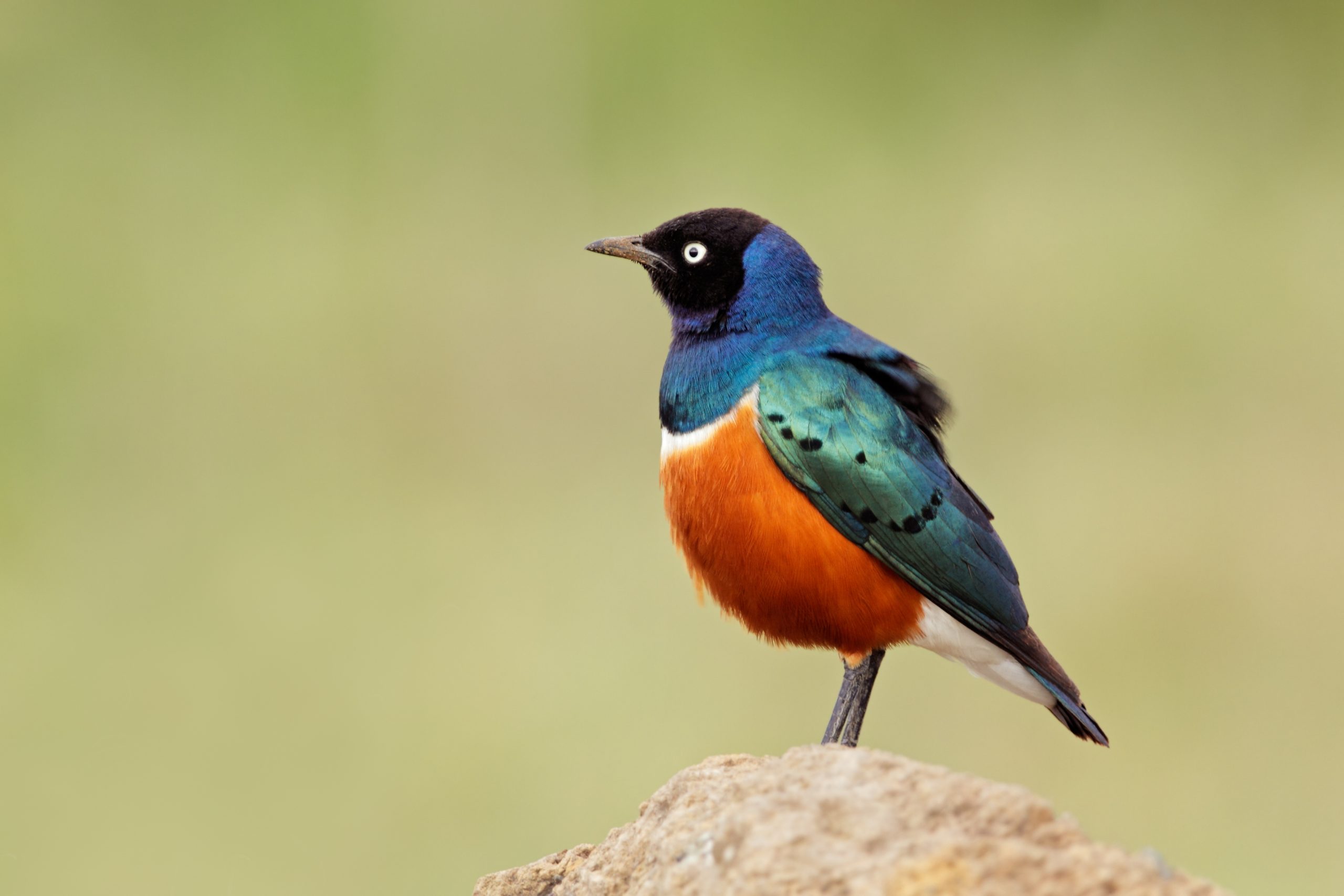 Superb Starling standing on a rock