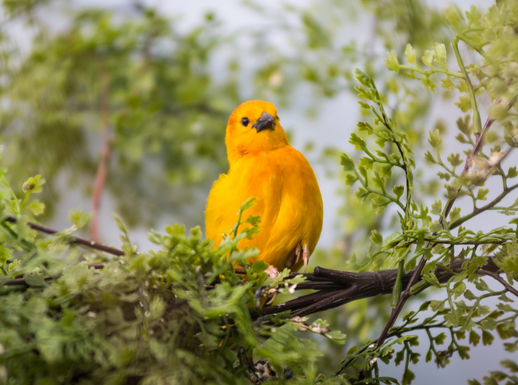 Taveta Golden Weaver perched on a branch