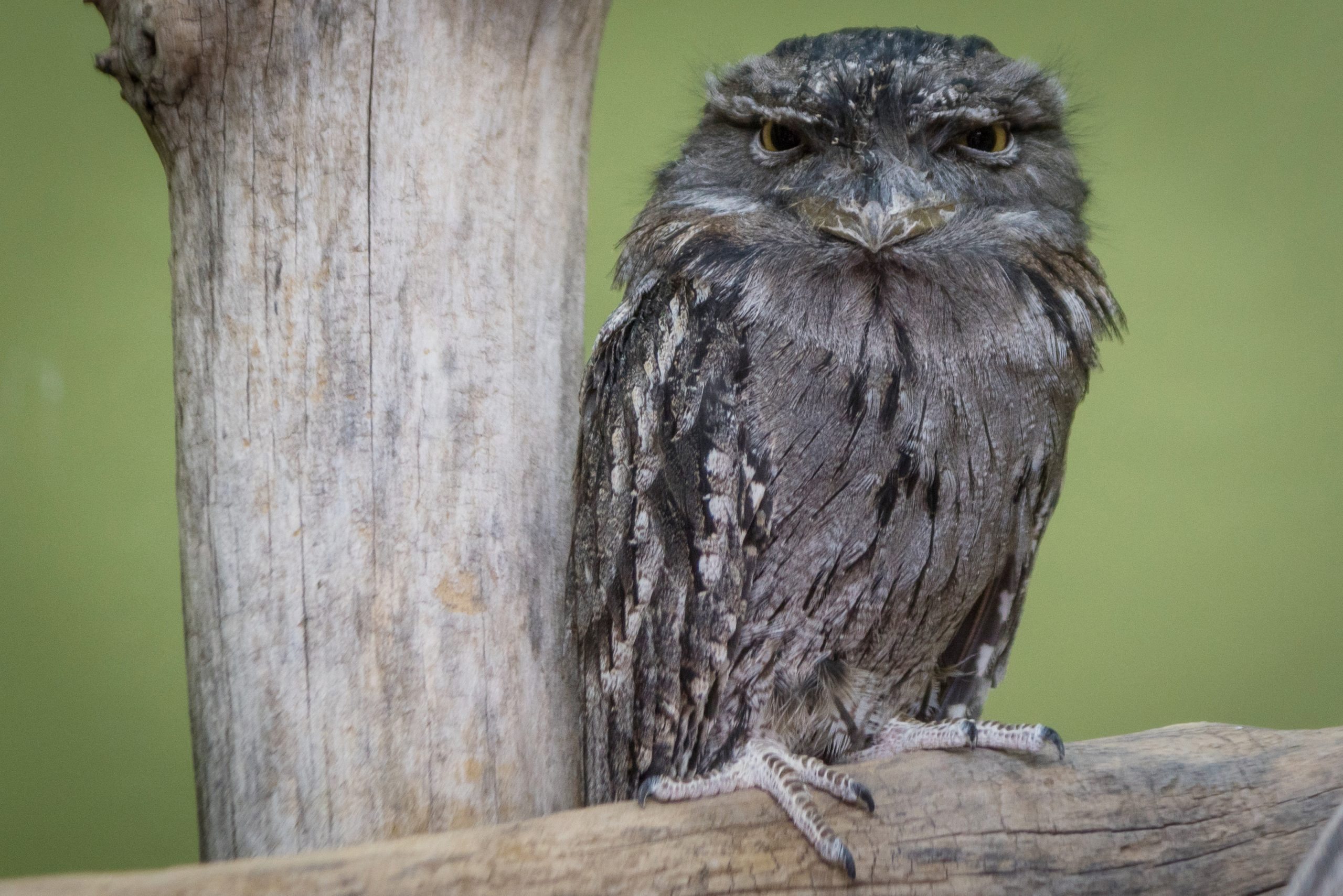 Tawny Frogmouth perched on a branch