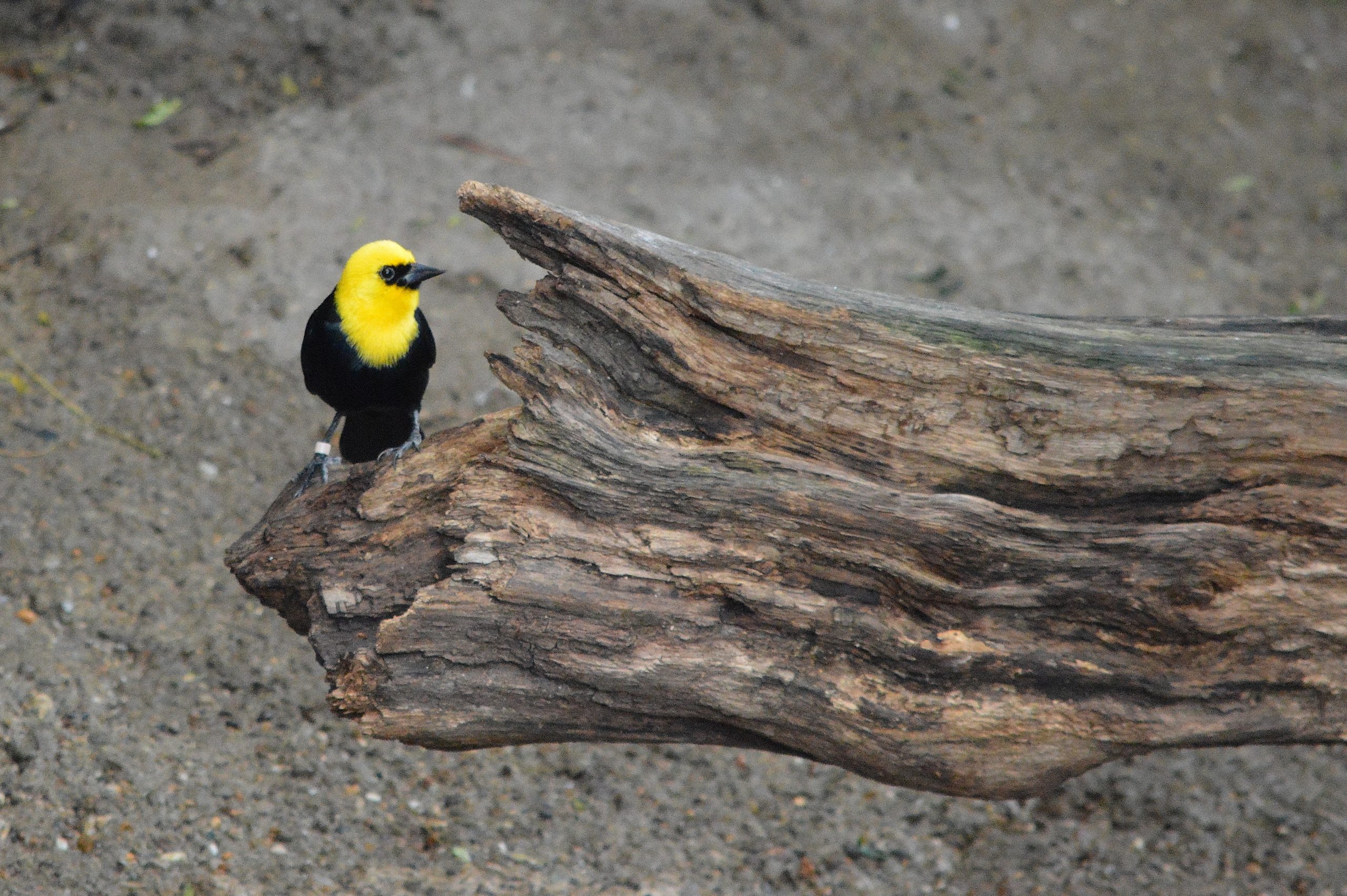 Yellow-hooded Blackbird perched on a log