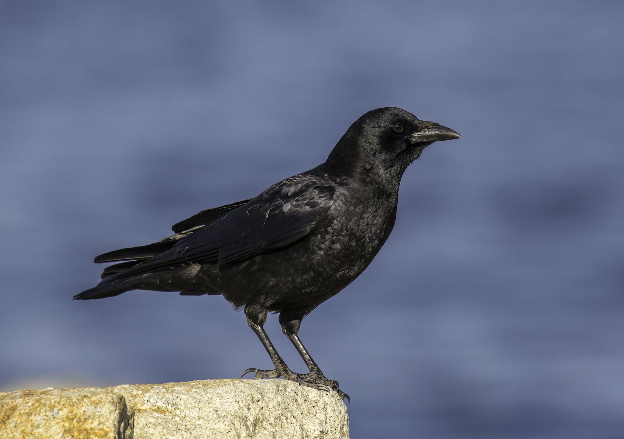 American Crow standing on a rock