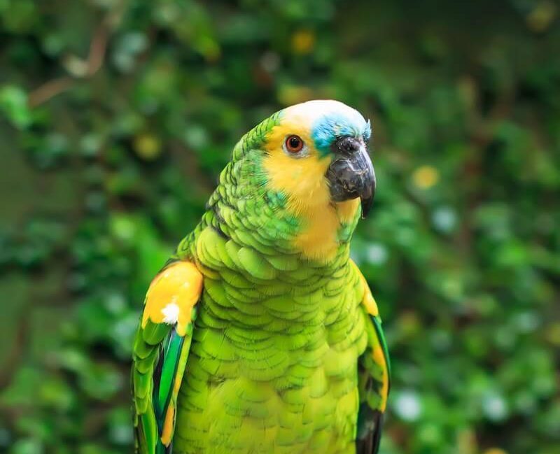 Blue-fronted Amazon perched on a branch