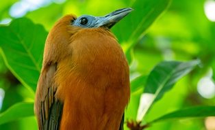 Capuchinbird